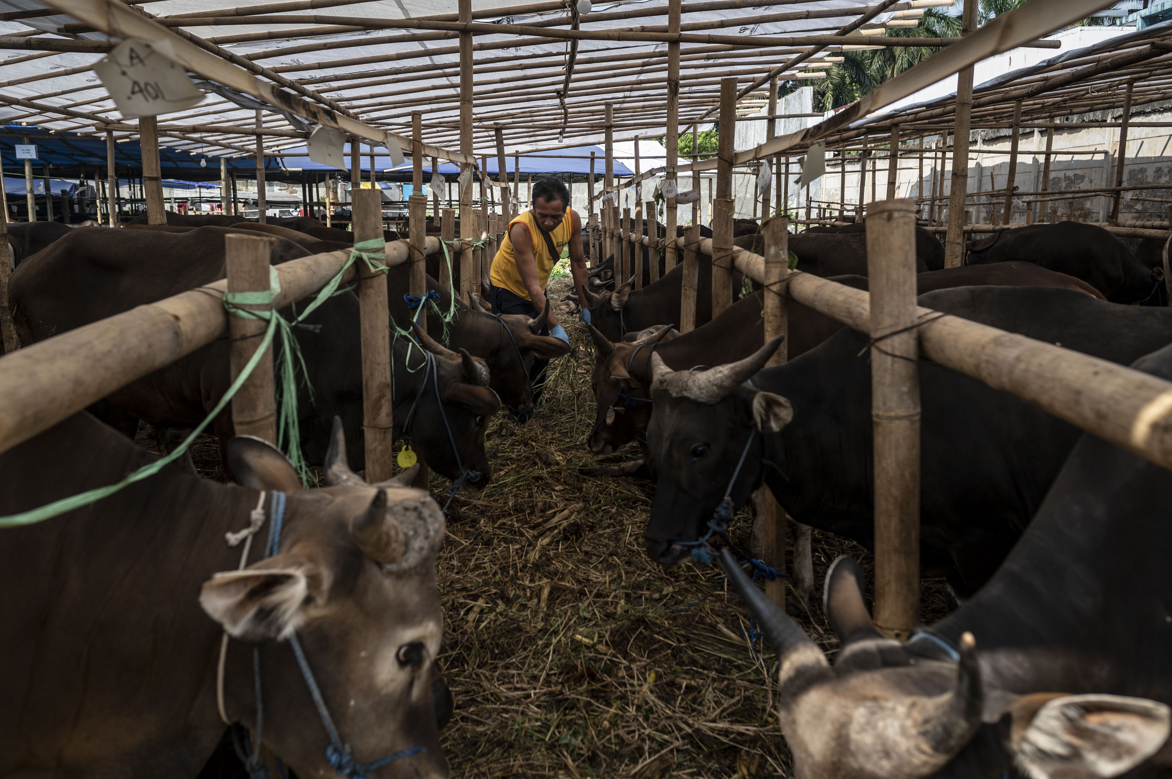 Gubernur DKI Tinjau Penjualan Sapi Kurban