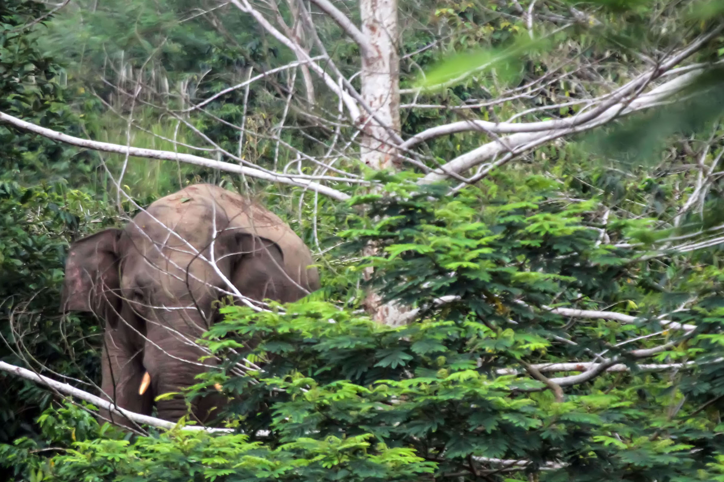 Gajah Liar Masuk Perkebunan Warga di Aceh Utara