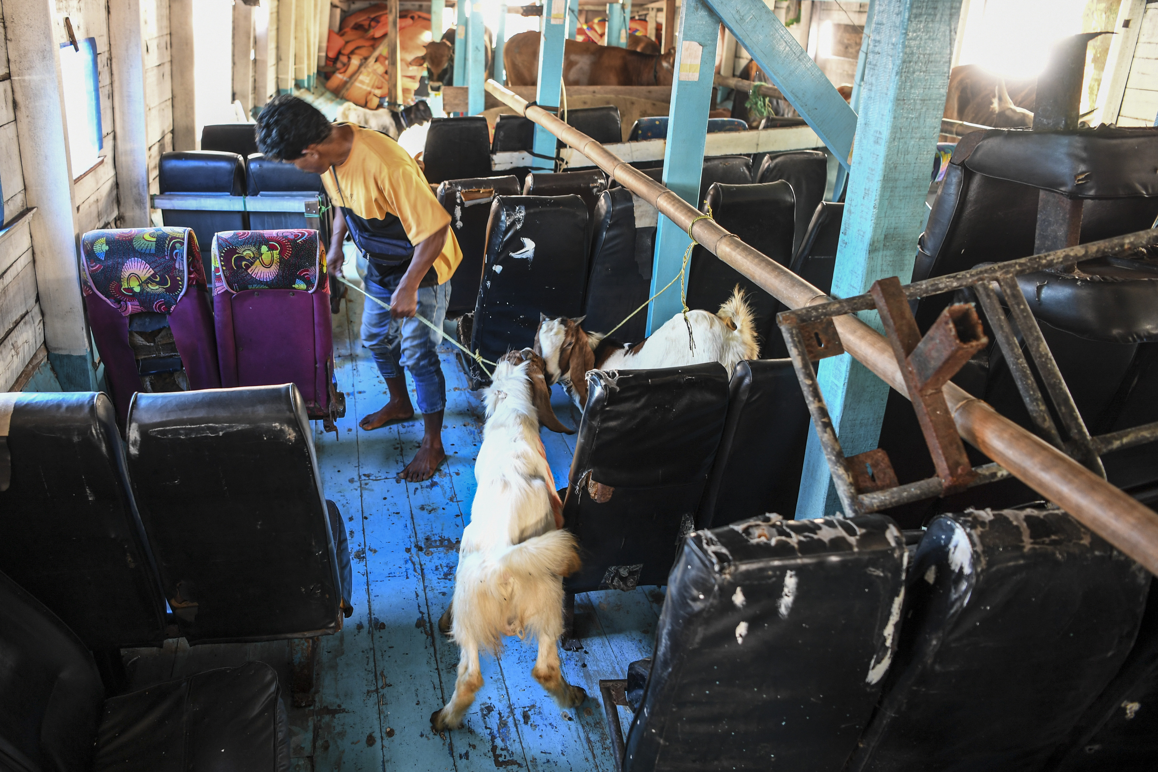Pengiriman Hewan Kurban ke Pulau Seribu