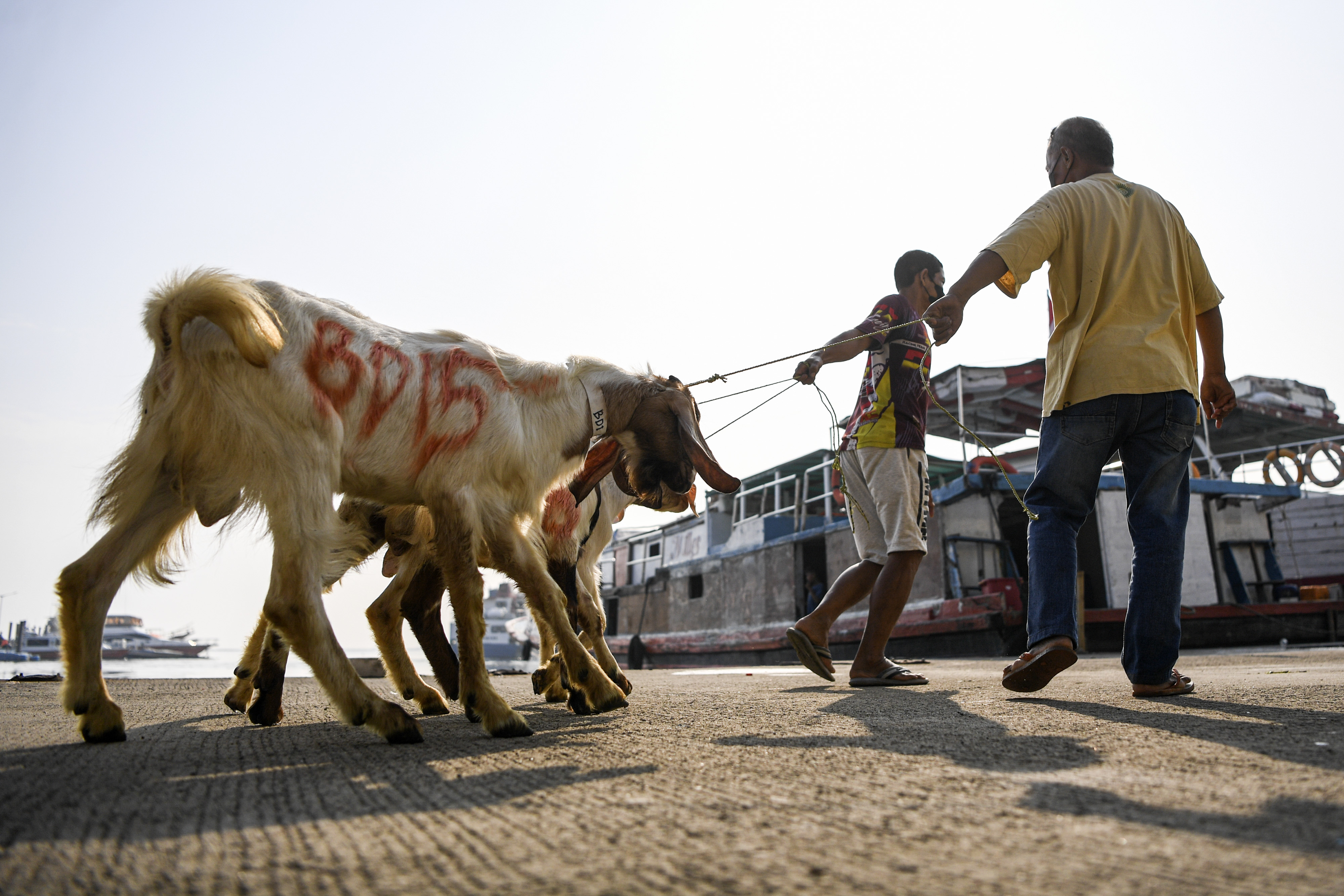 Pengiriman Hewan Kurban ke Pulau Seribu