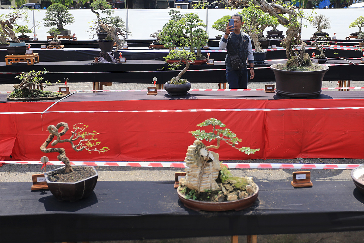 Pameran Nasional Bonsai