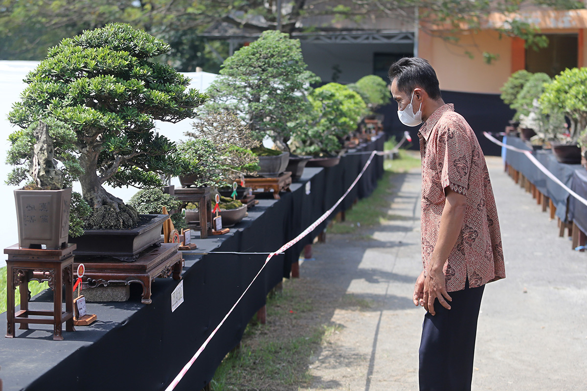 Pameran Nasional Bonsai