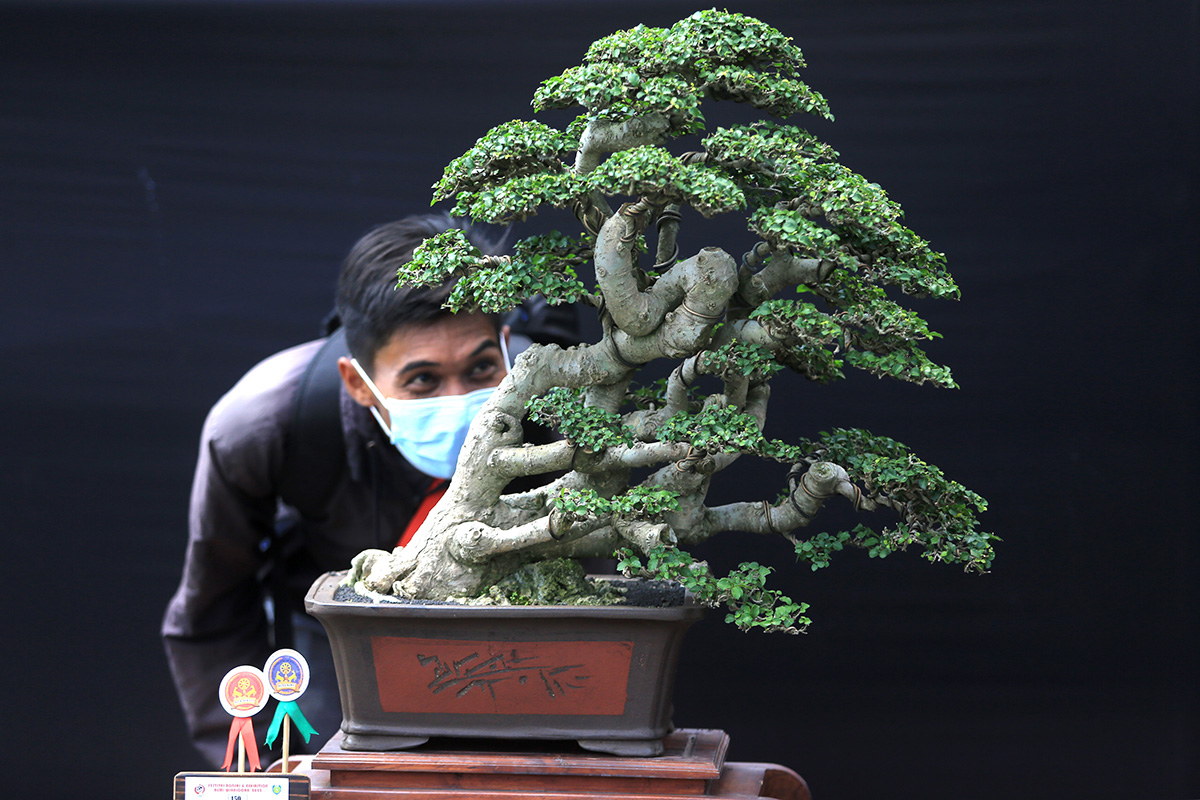 Pameran Nasional Bonsai