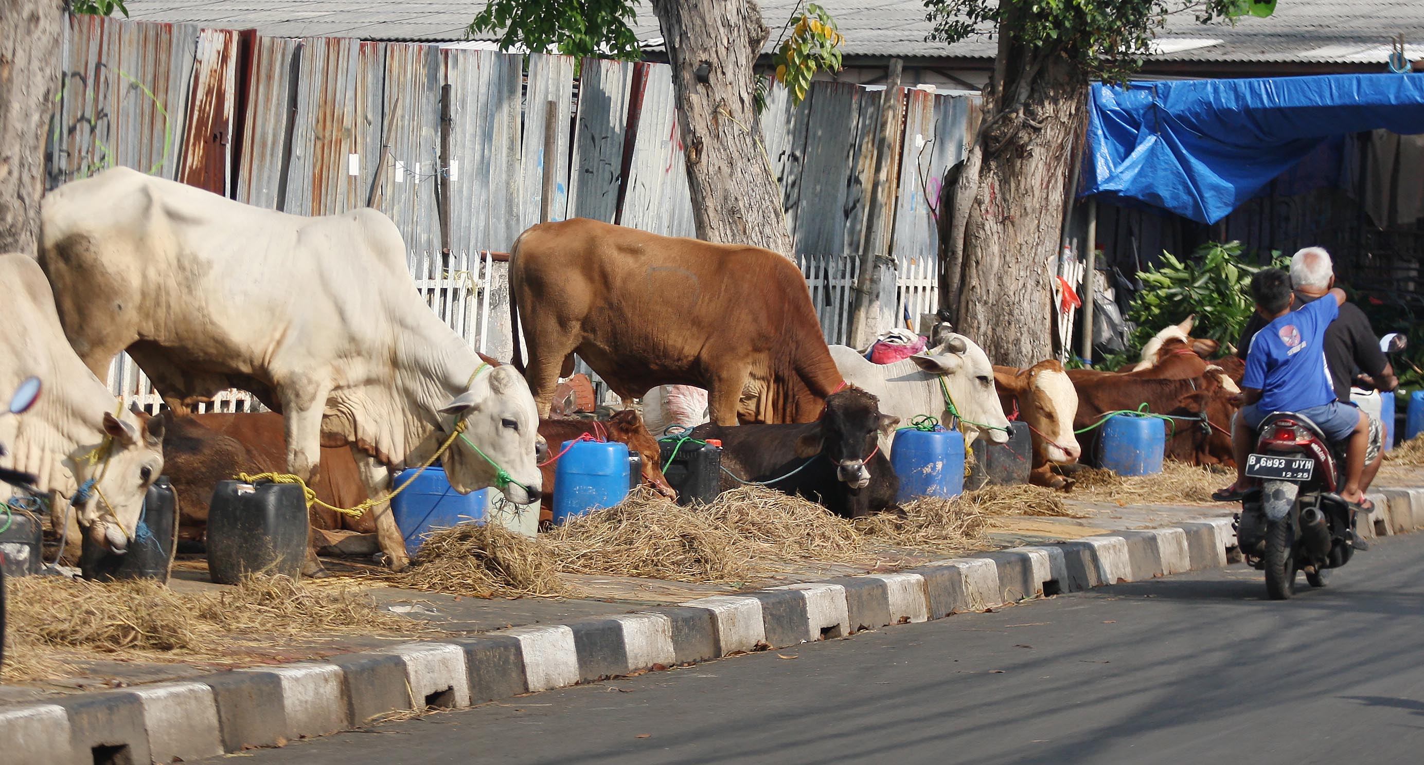 Penjualan Sapi Kurban Menurun