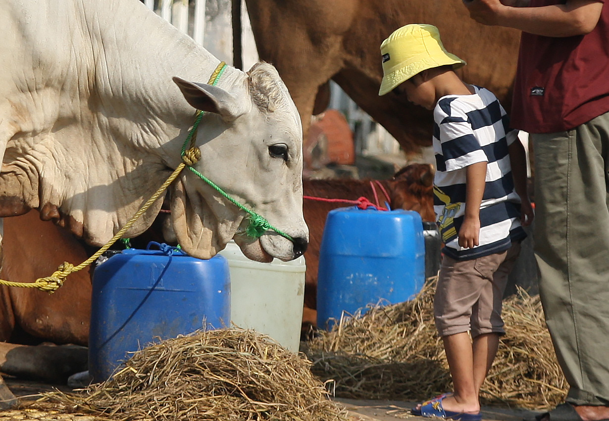 Penjualan Sapi Kurban Menurun