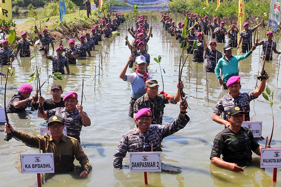 Marinir Tanam Sekitar 5.000 Bibit Mangrove di Surabaya 