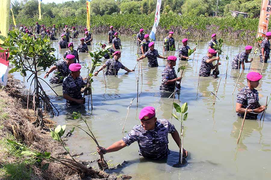 Marinir Tanam Sekitar 5.000 Bibit Mangrove di Surabaya 