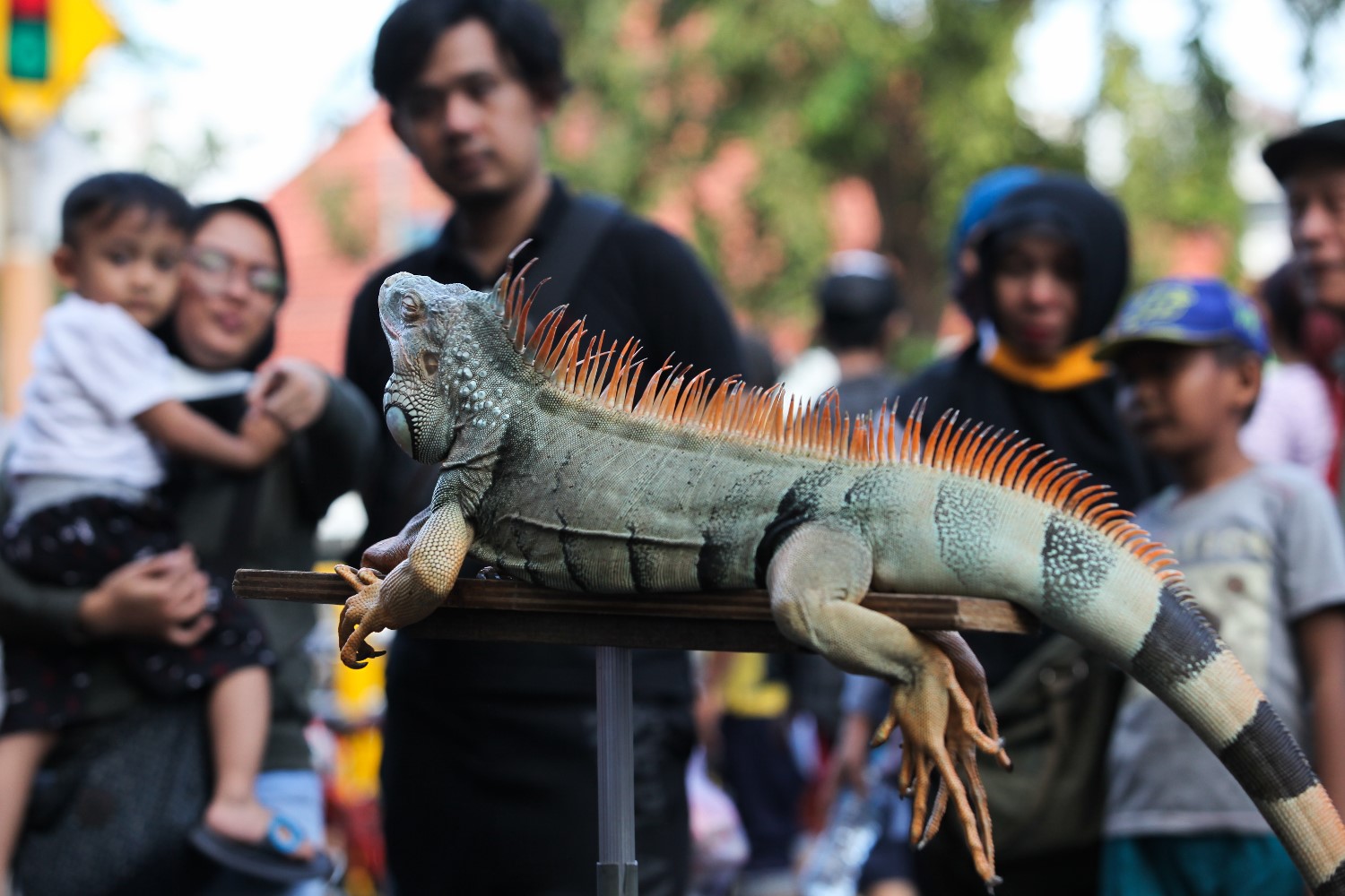 Kenalkan Satwa Kepada Warga