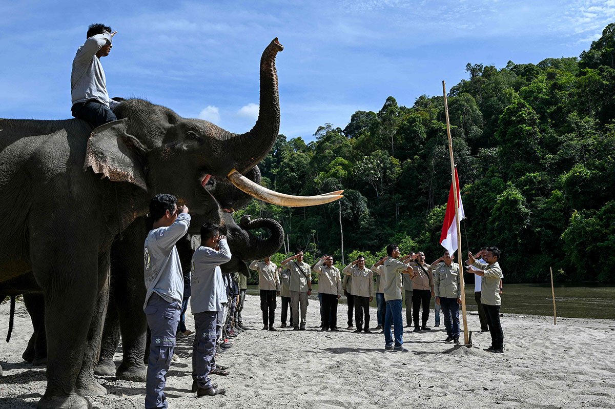 Pengibaran Bendera Merah Putih Bersama Gajah Sumatera