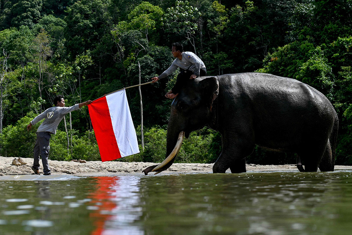 Pengibaran Bendera Merah Putih Bersama Gajah Sumatera