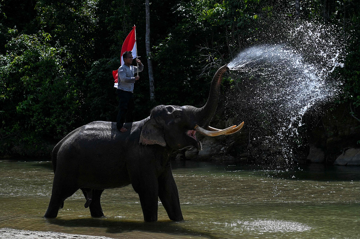 Pengibaran Bendera Merah Putih Bersama Gajah Sumatera