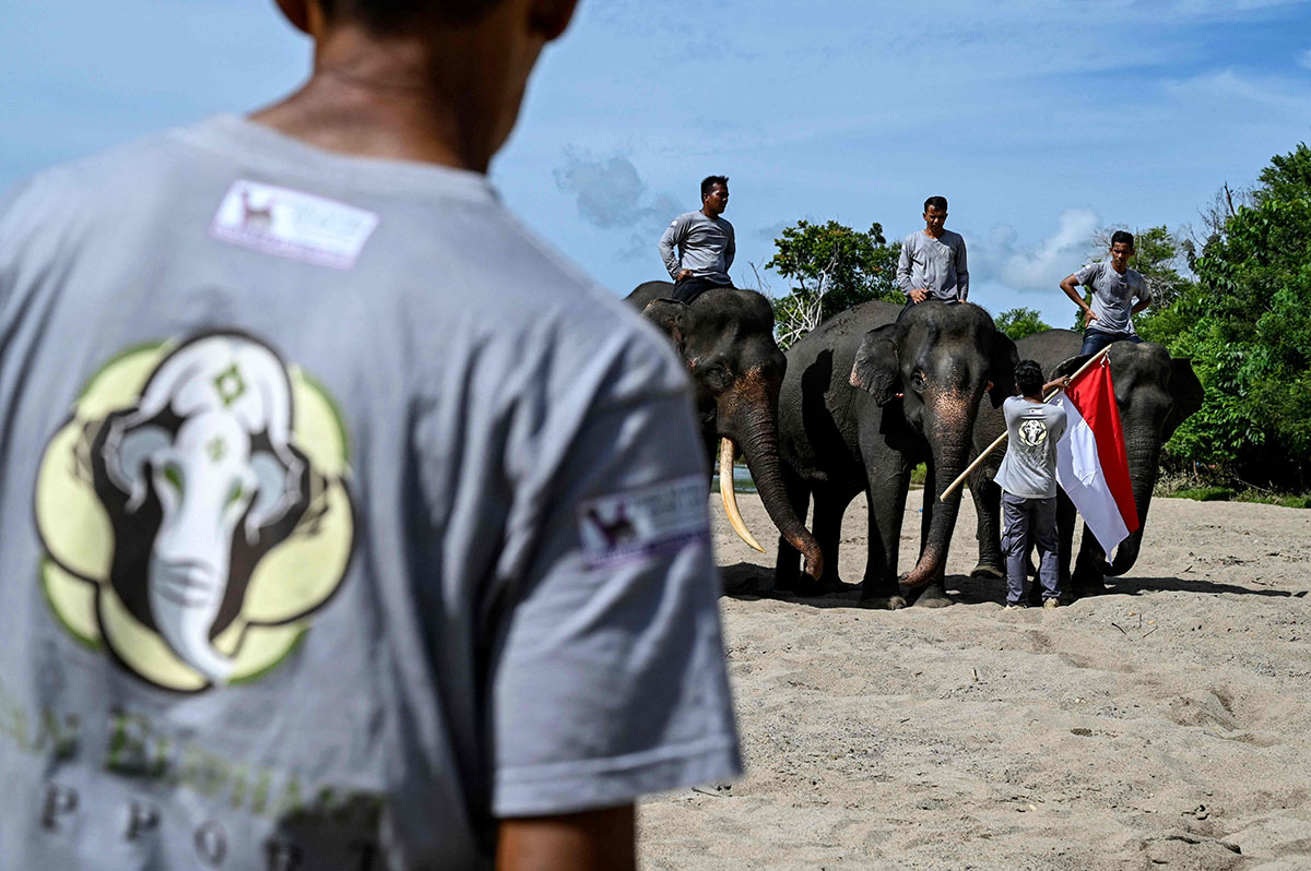 Pengibaran Bendera Merah Putih Bersama Gajah Sumatera