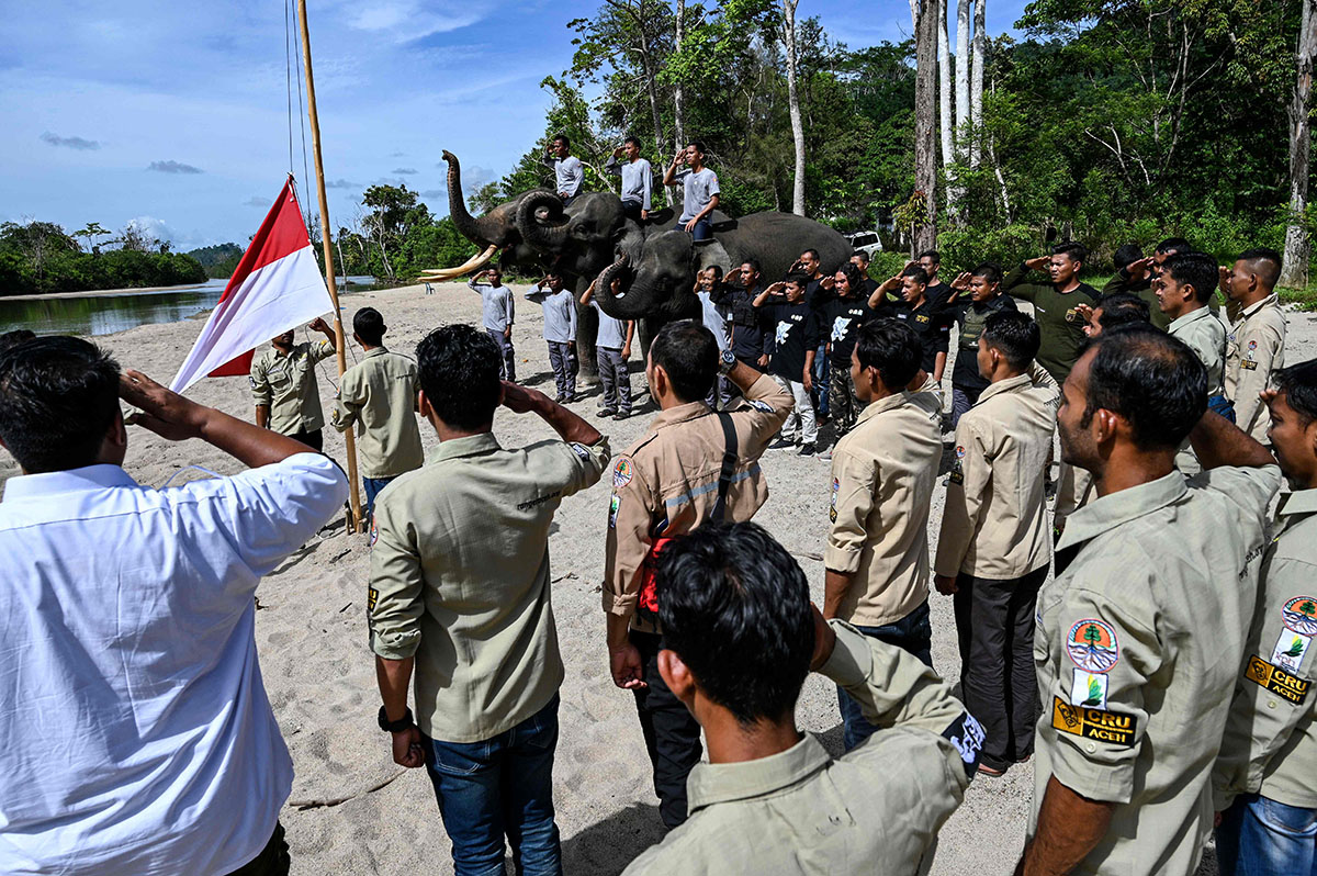 Pengibaran Bendera Merah Putih Bersama Gajah Sumatera