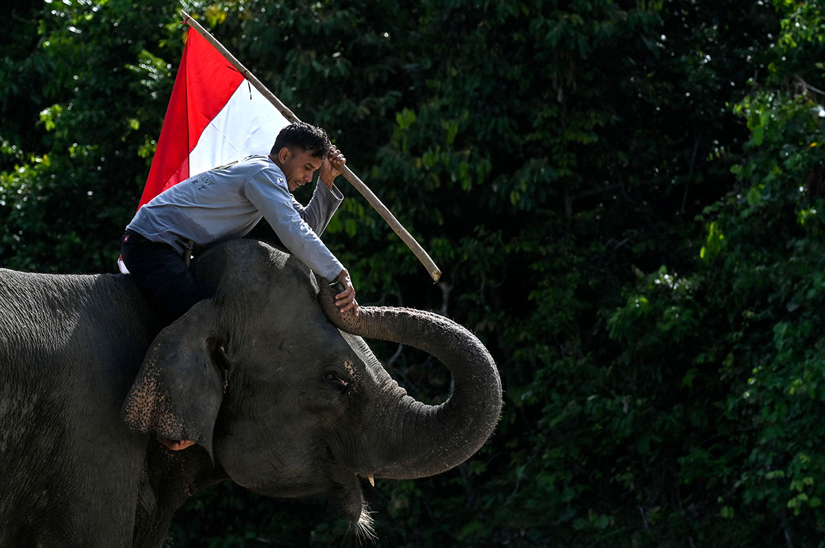Pengibaran Bendera Merah Putih Bersama Gajah Sumatera