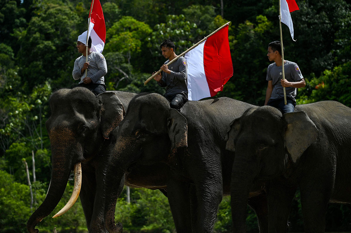 Pengibaran Bendera Merah Putih Bersama Gajah Sumatera