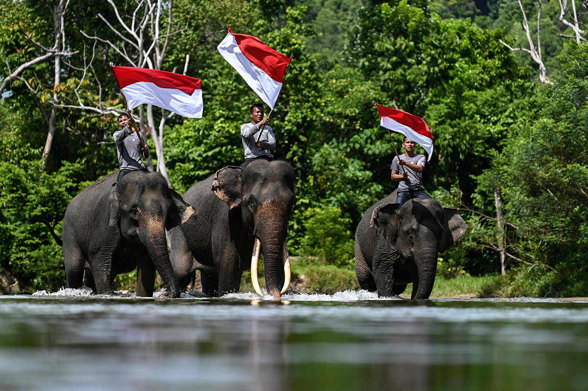 Pengibaran Bendera Merah Putih Bersama Gajah Sumatera