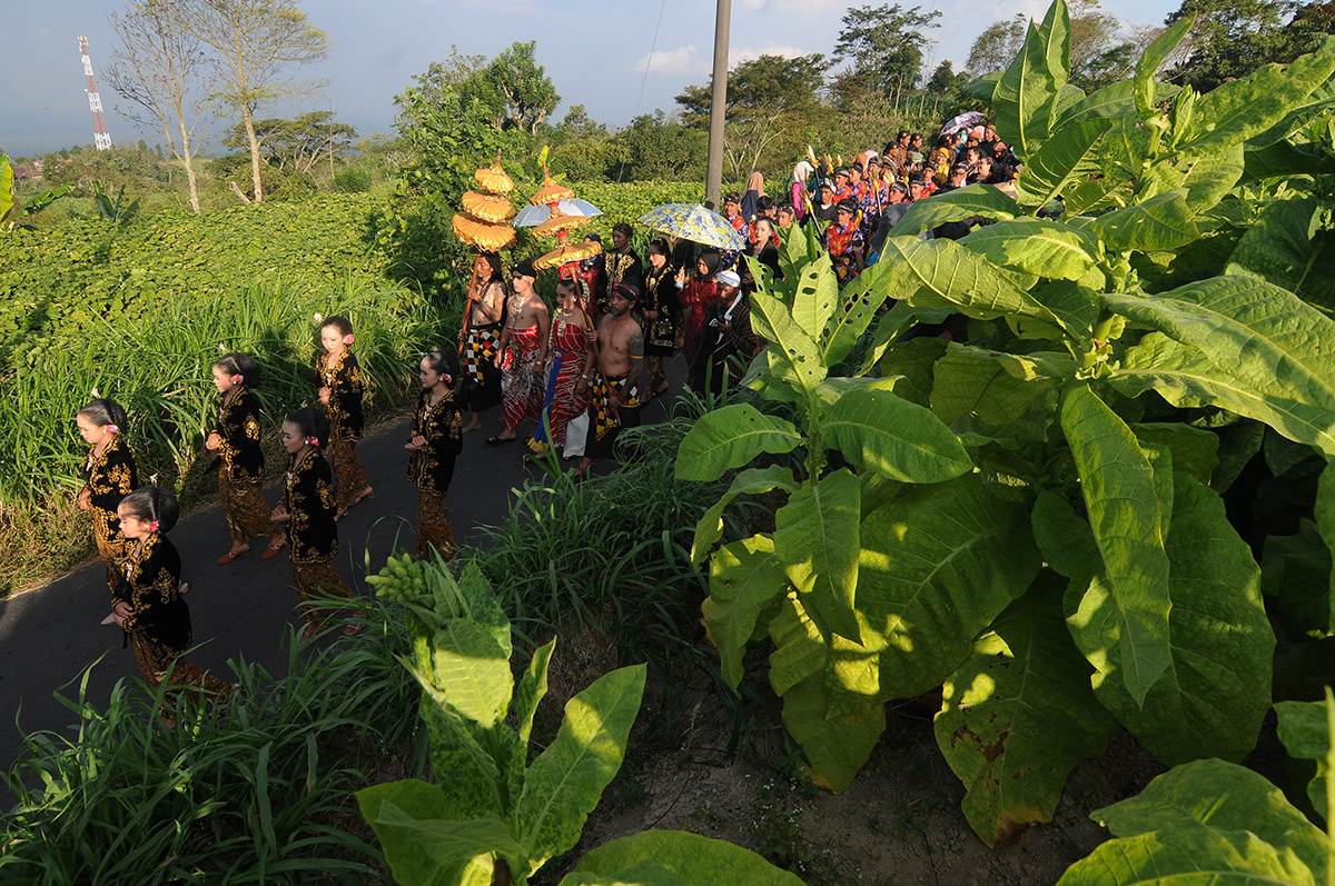 Tradisi Ritual Tungguk Tembakau 