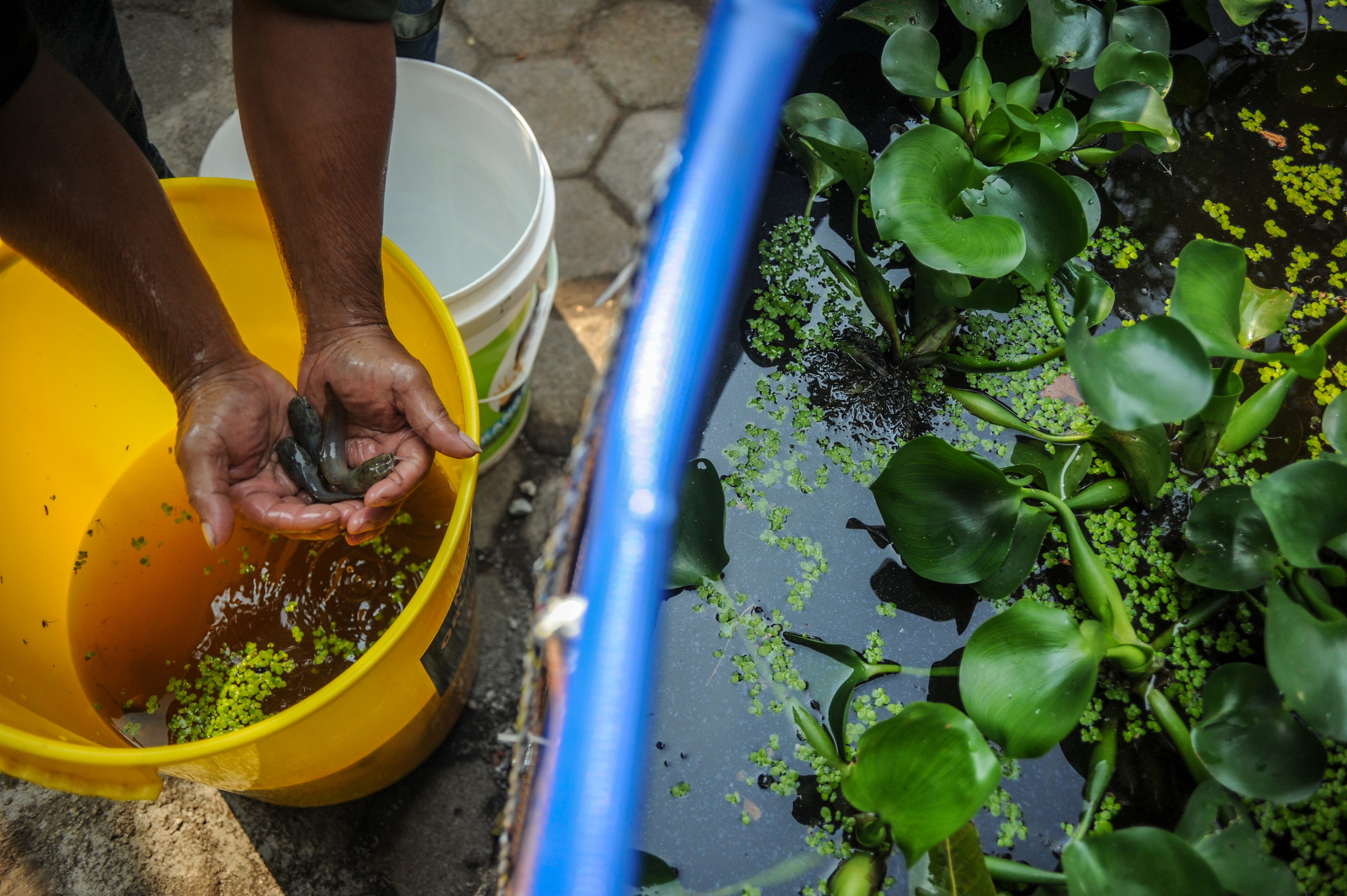 Sekolah Kang Pisman di Bandung