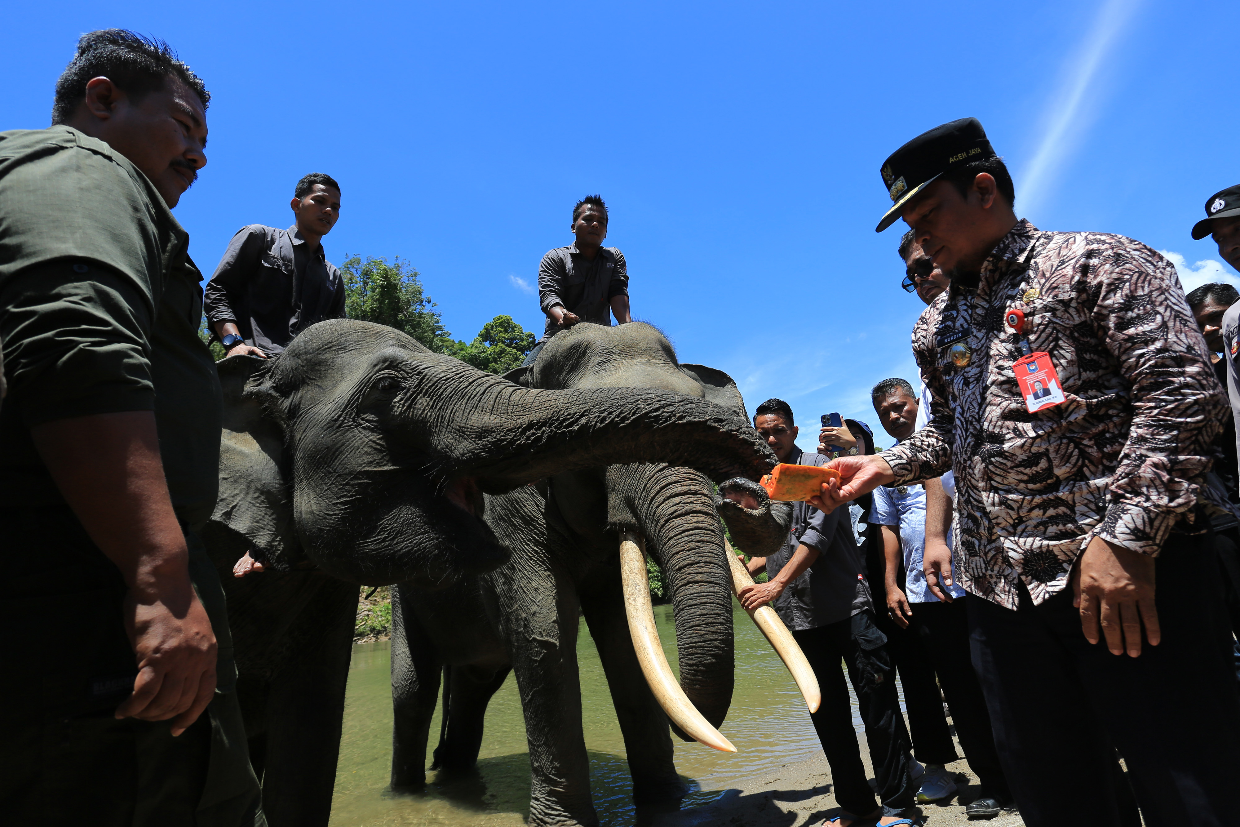 Peringatan Hari Gajah Sedunia di Aceh Jaya