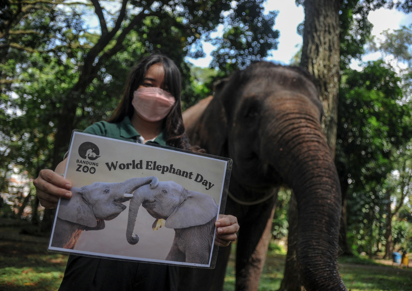 Peringatan Hari Gajah Sedunia Di Bandung