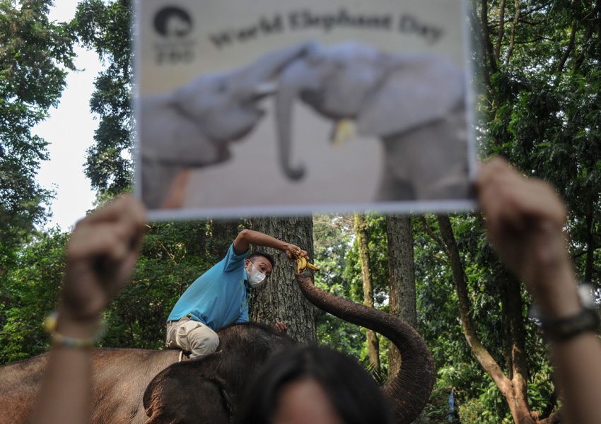 Peringatan Hari Gajah Sedunia Di Bandung