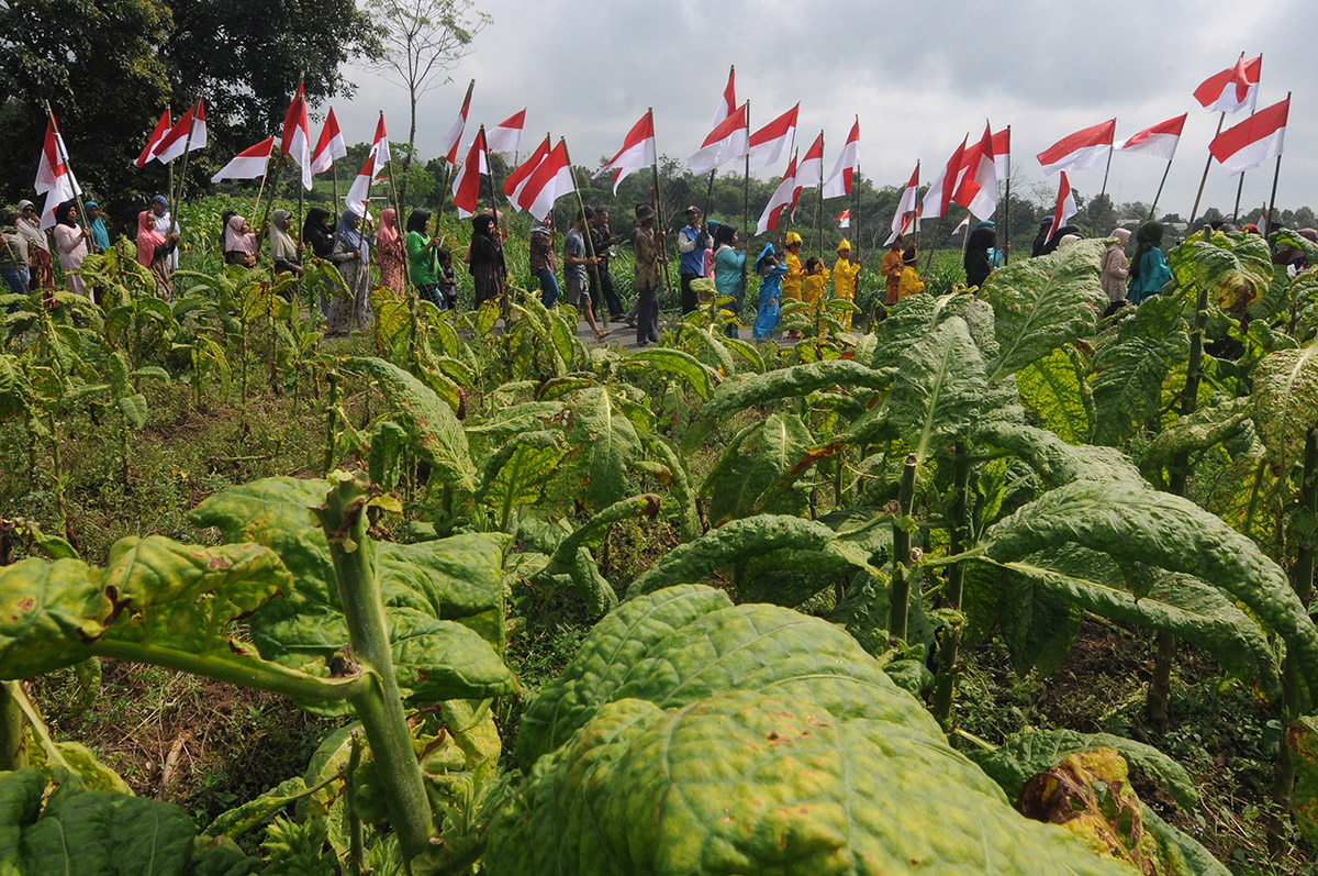 Kirab Gunungan Tembakau dan Bendera Merah Putih