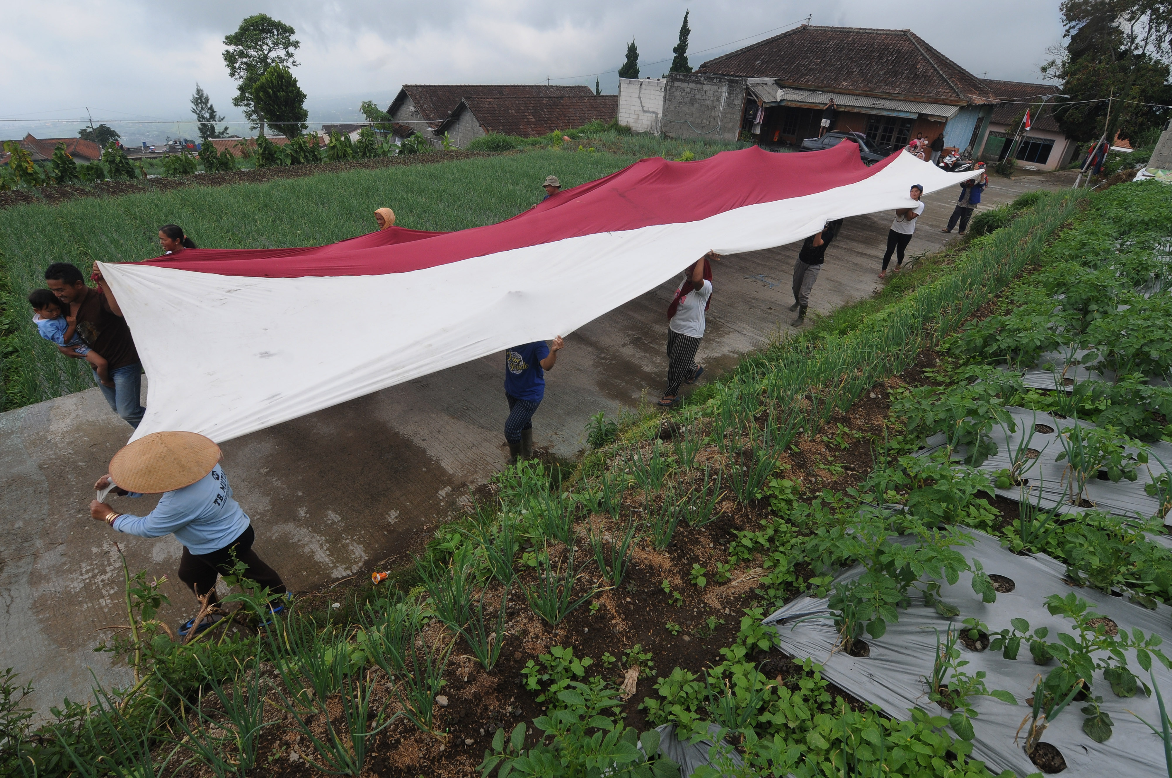 Petani Lereng Merbabu Bentangkan Kain Merah Putih