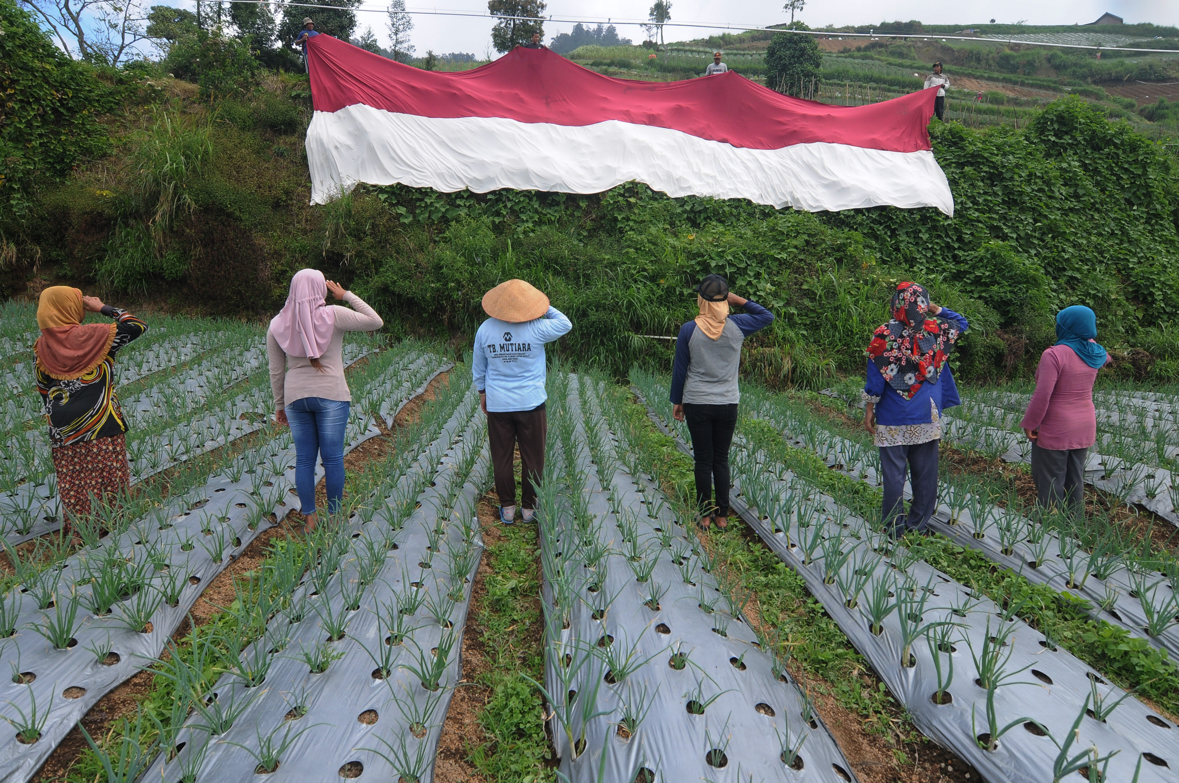 Petani Lereng Merbabu Bentangkan Kain Merah Putih