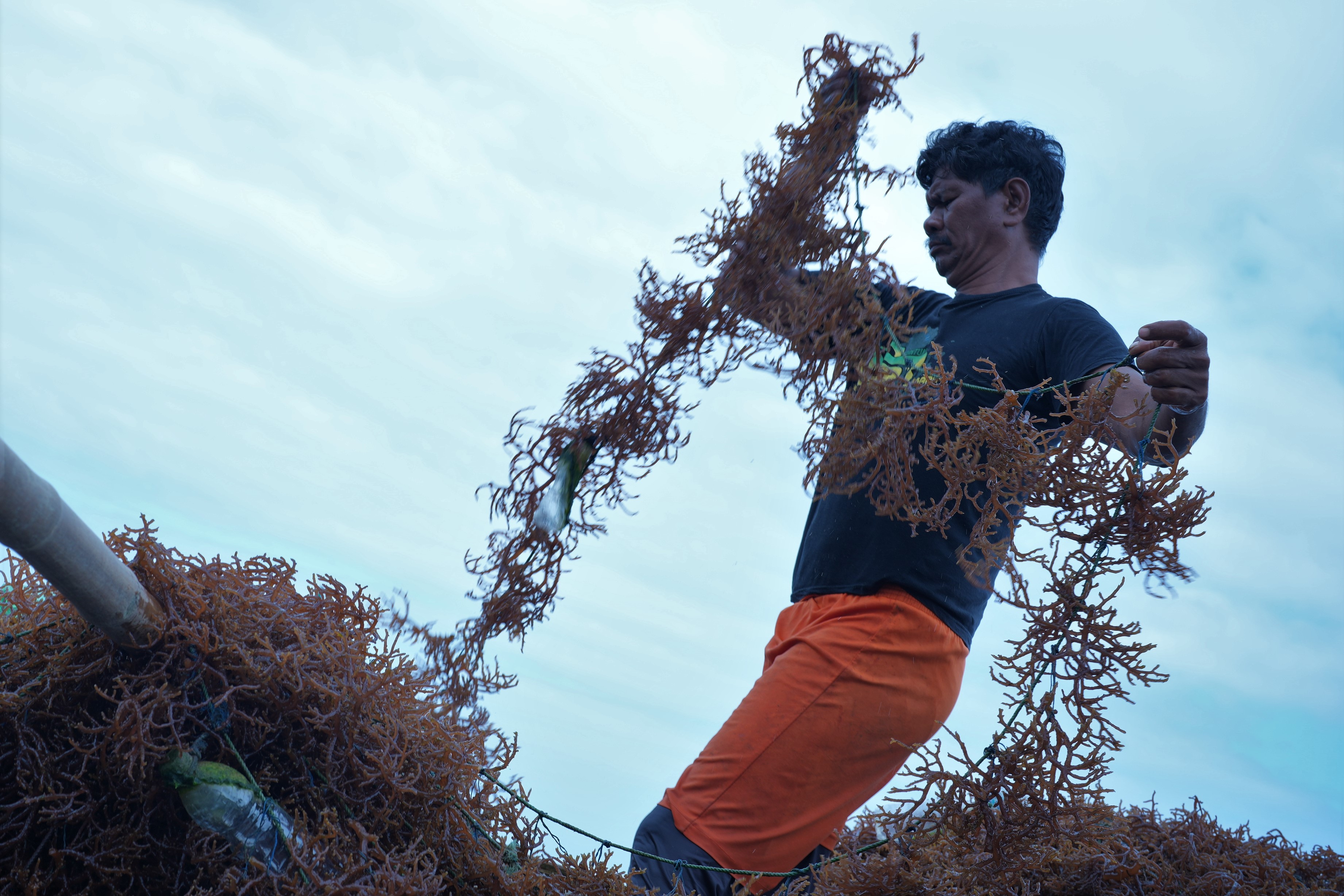 Harga Rumput Laut Turun