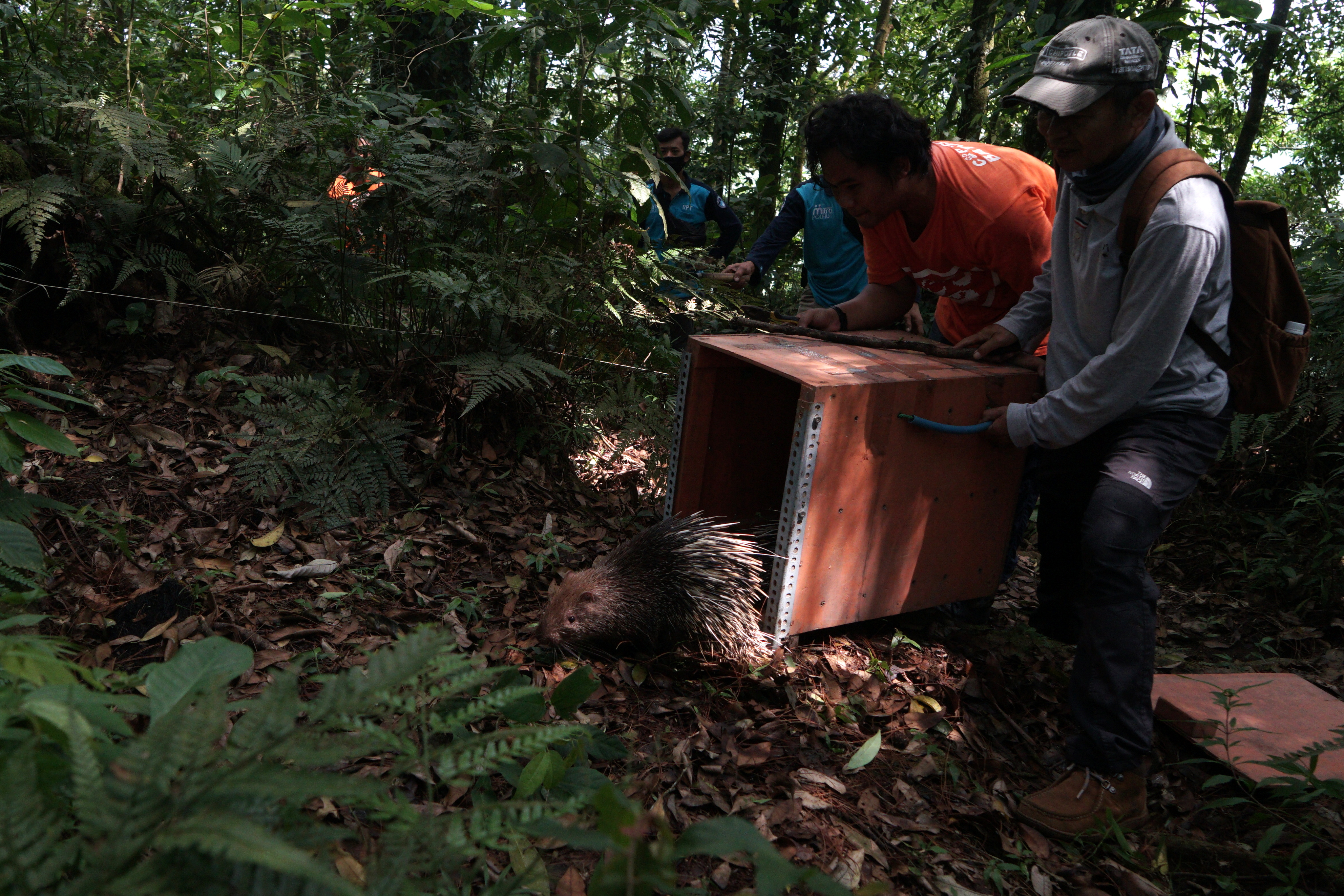 Pelepasliaran Landak Jawa