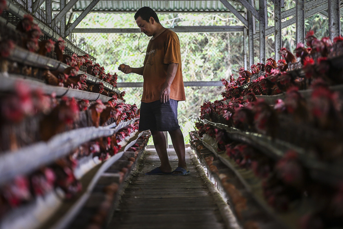 Harga Telur Ayam Naik Tertinggi Sepanjang Sejarah