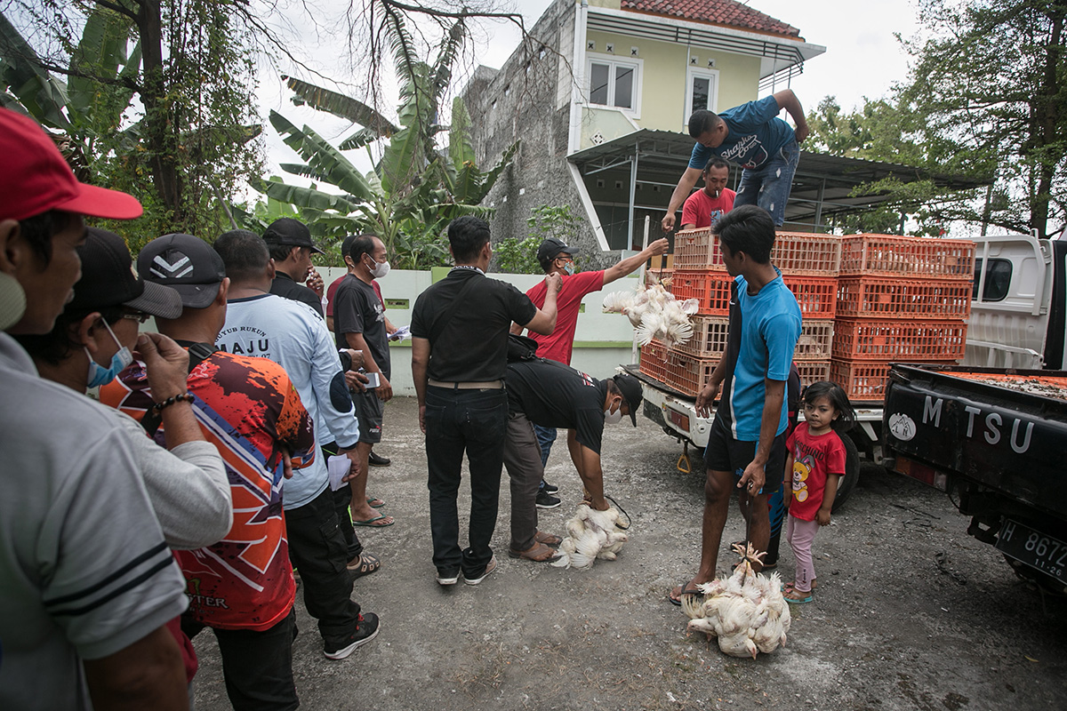Aksi Bagi-Bagi Ayam Gratis