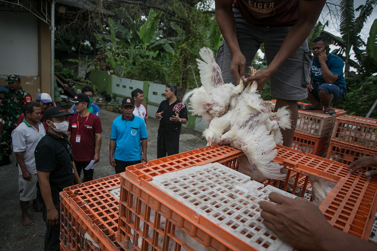 Aksi Bagi-Bagi Ayam Gratis