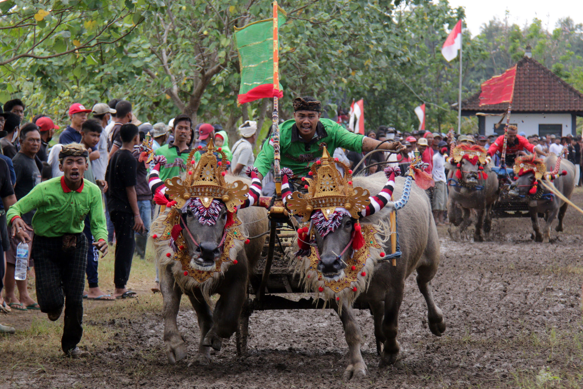 Peserta Memacu Kerbau Saat Mengikuti Tradisi Makepung di Jembrana Bali