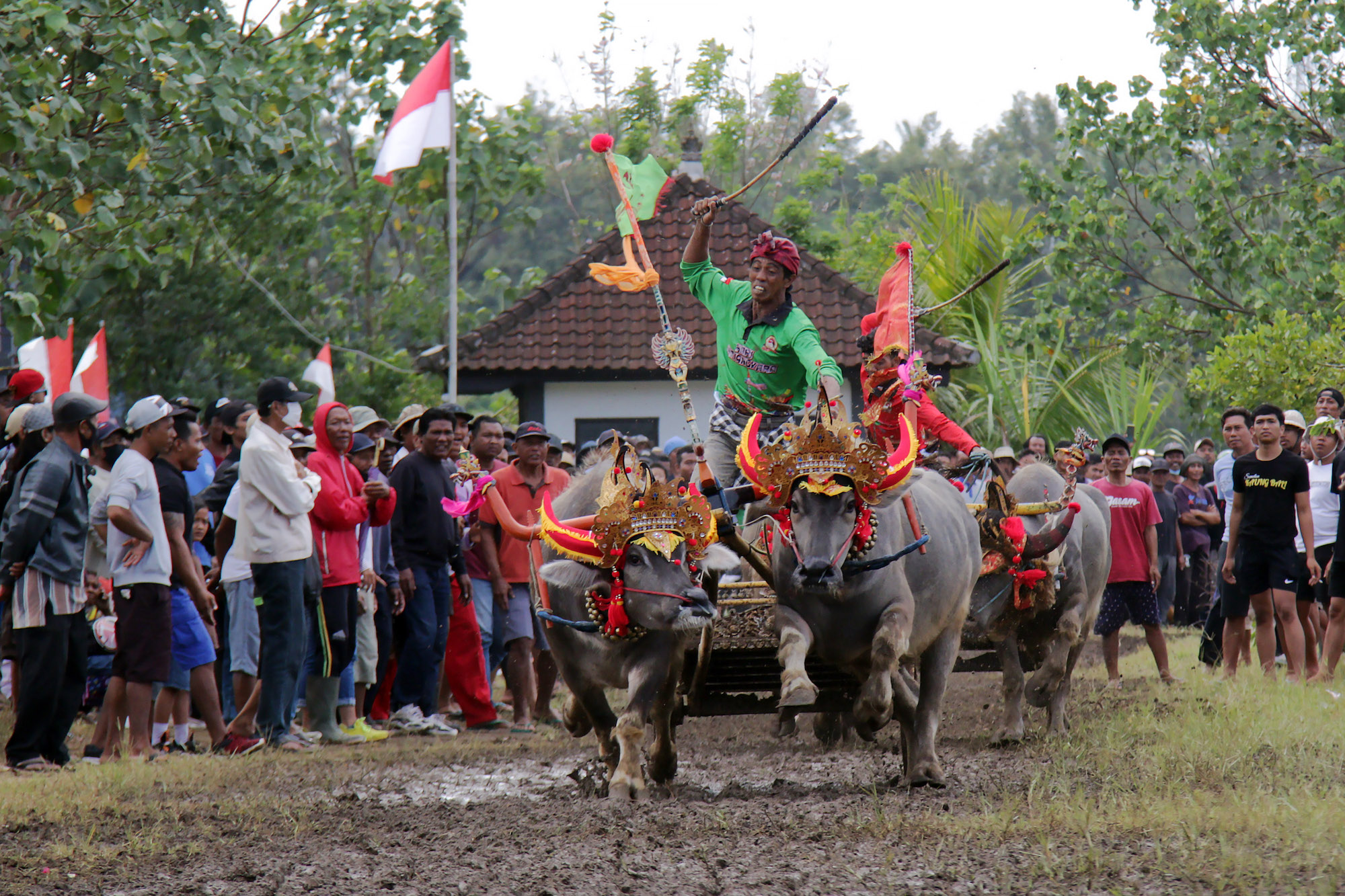 Peserta Memacu Kerbau Saat Mengikuti Tradisi Makepung di Jembrana Bali