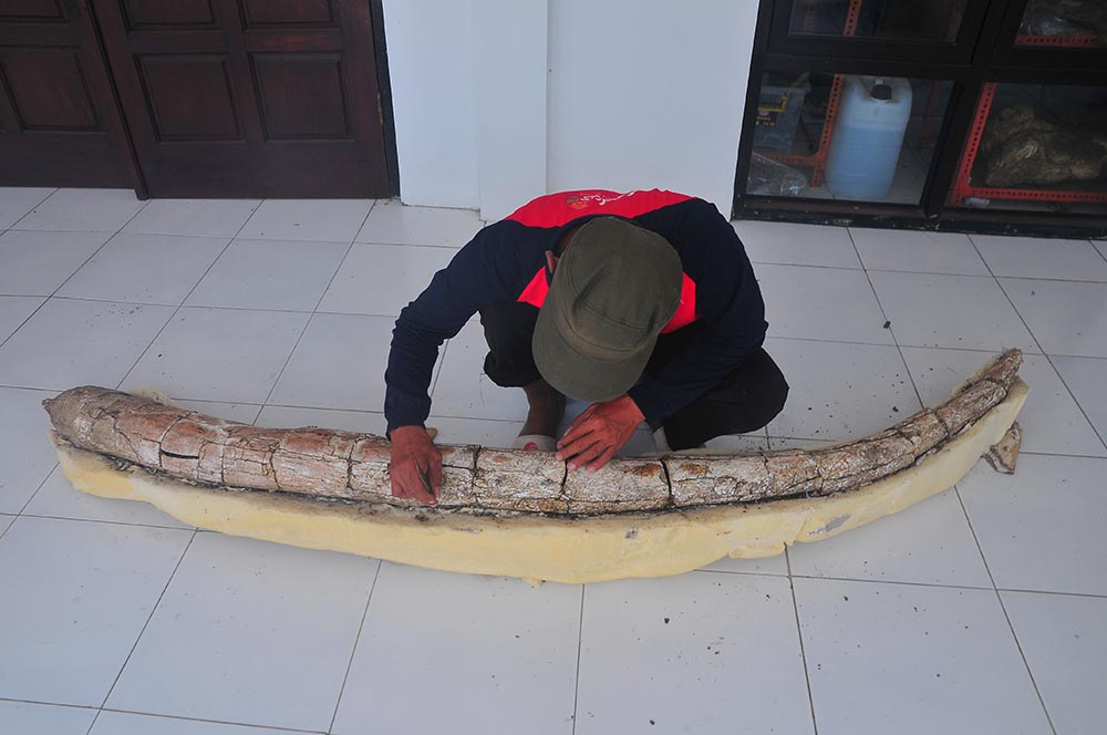 Penemuan Fosil Gading Gajah Purba