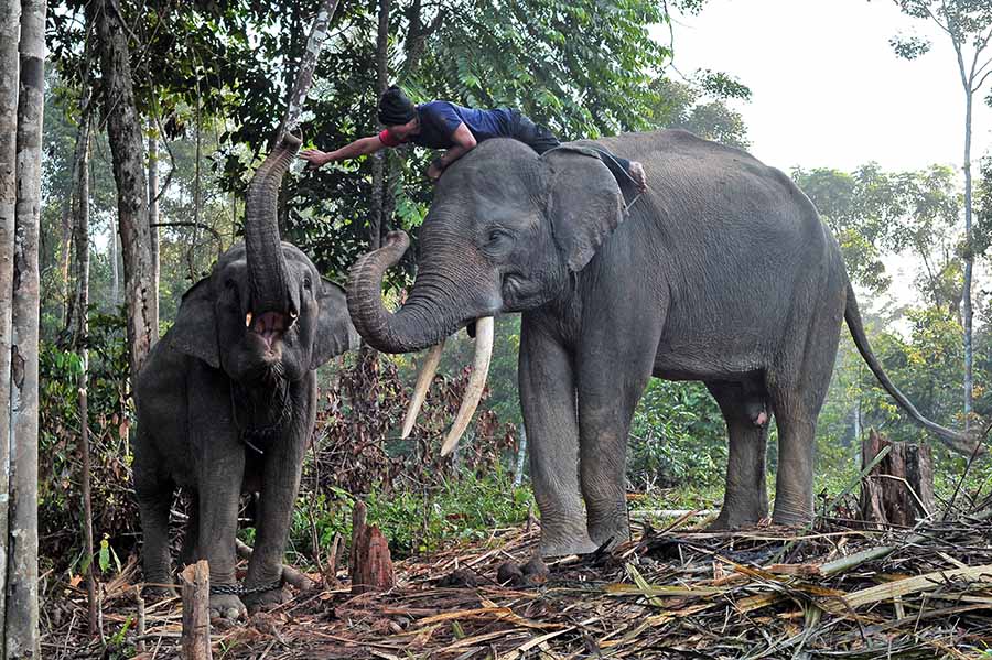Mitigasi Konflik Gajah Sumatra di Tebo Jambi 