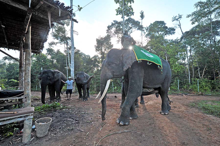 Mitigasi Konflik Gajah Sumatra di Tebo Jambi 