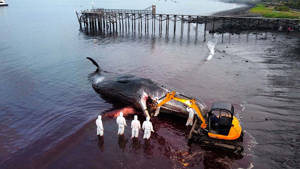 Evakuasi Bangkai Paus