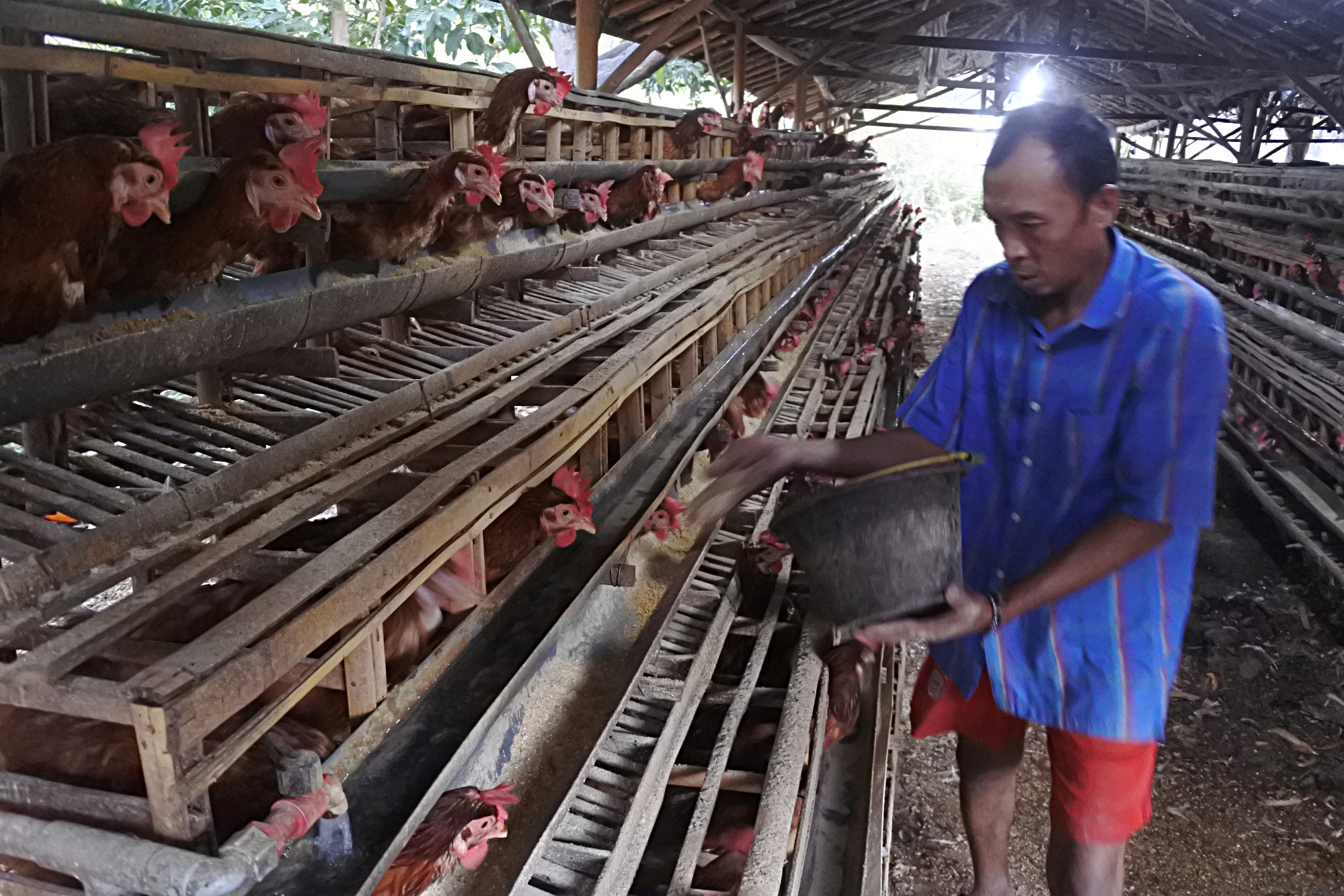 Harga Telur Ayam Naik Akibat Kenaikan Harga Pakan Ayam