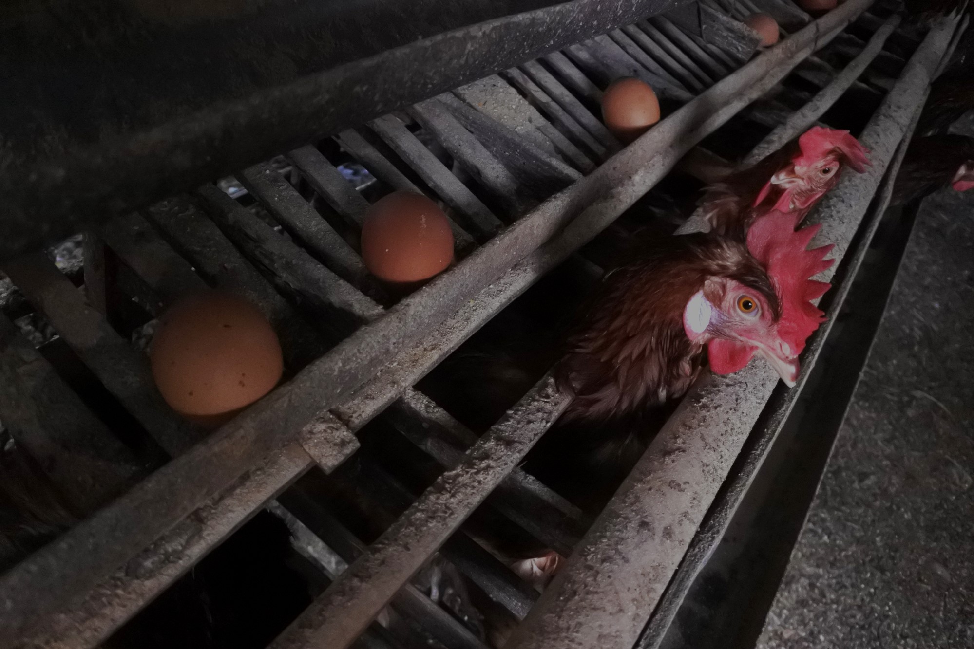 Harga Telur Ayam Naik Akibat Kenaikan Harga Pakan Ayam
