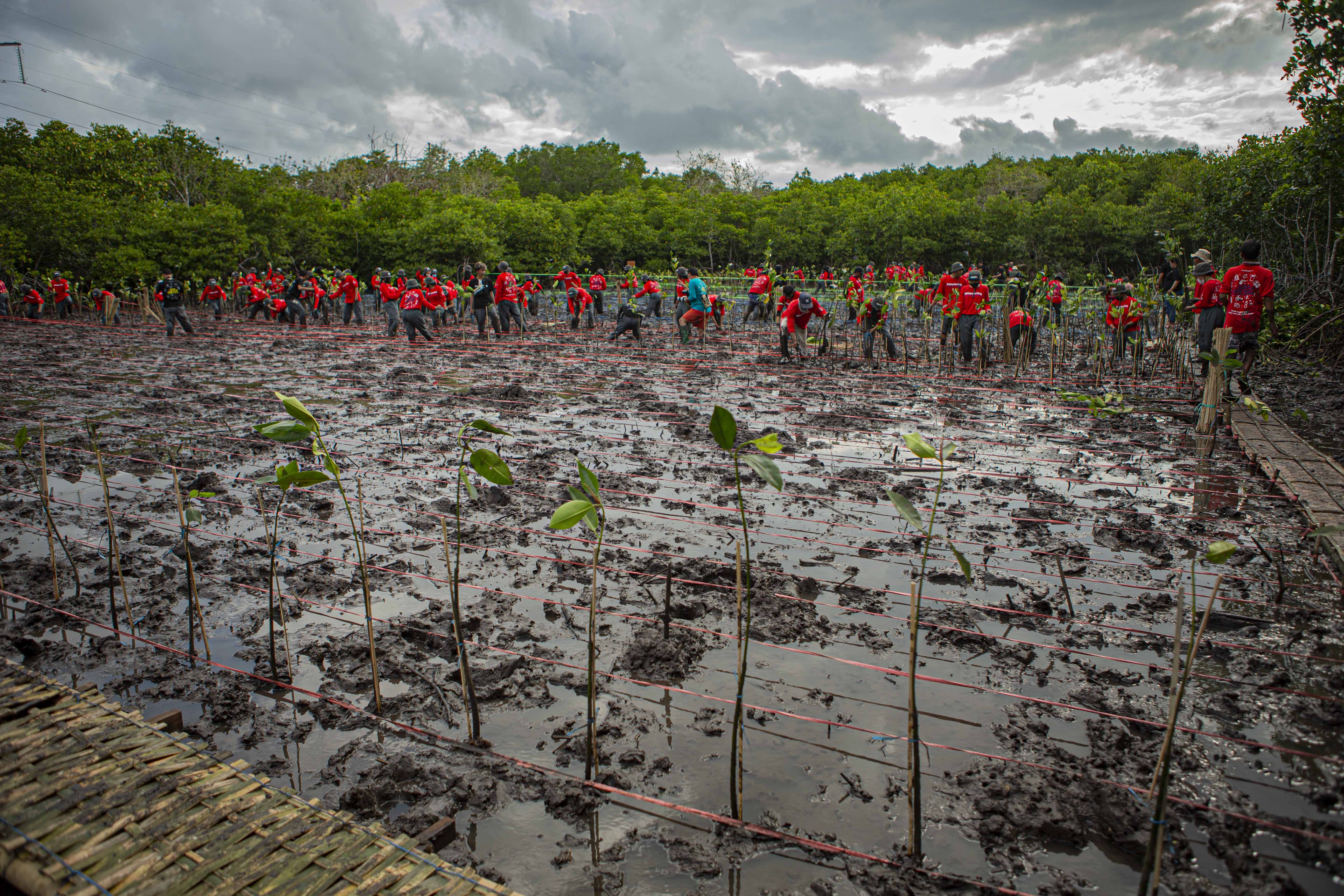 Konservasi Mangrove Indonesia 