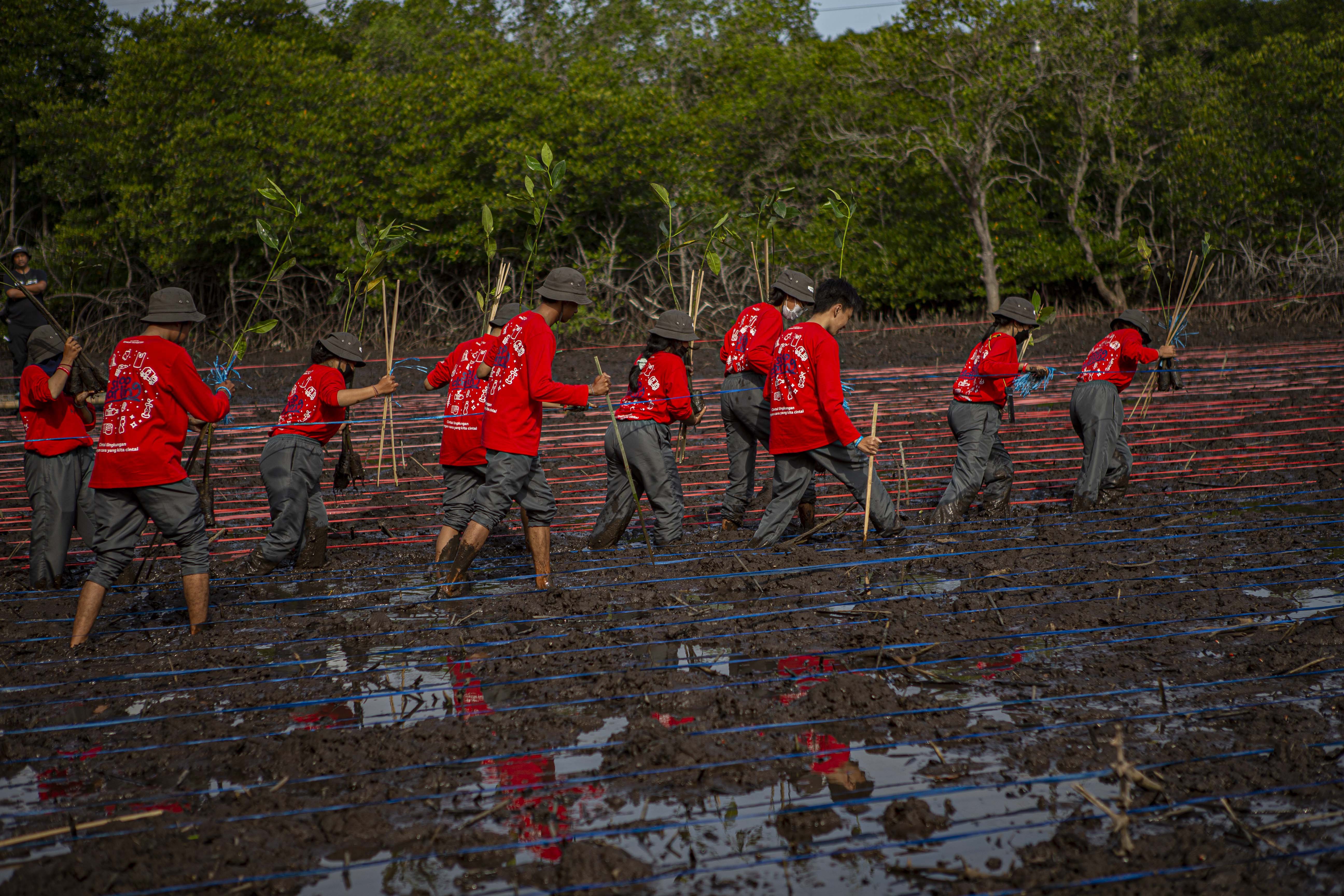 Konservasi Mangrove Indonesia 