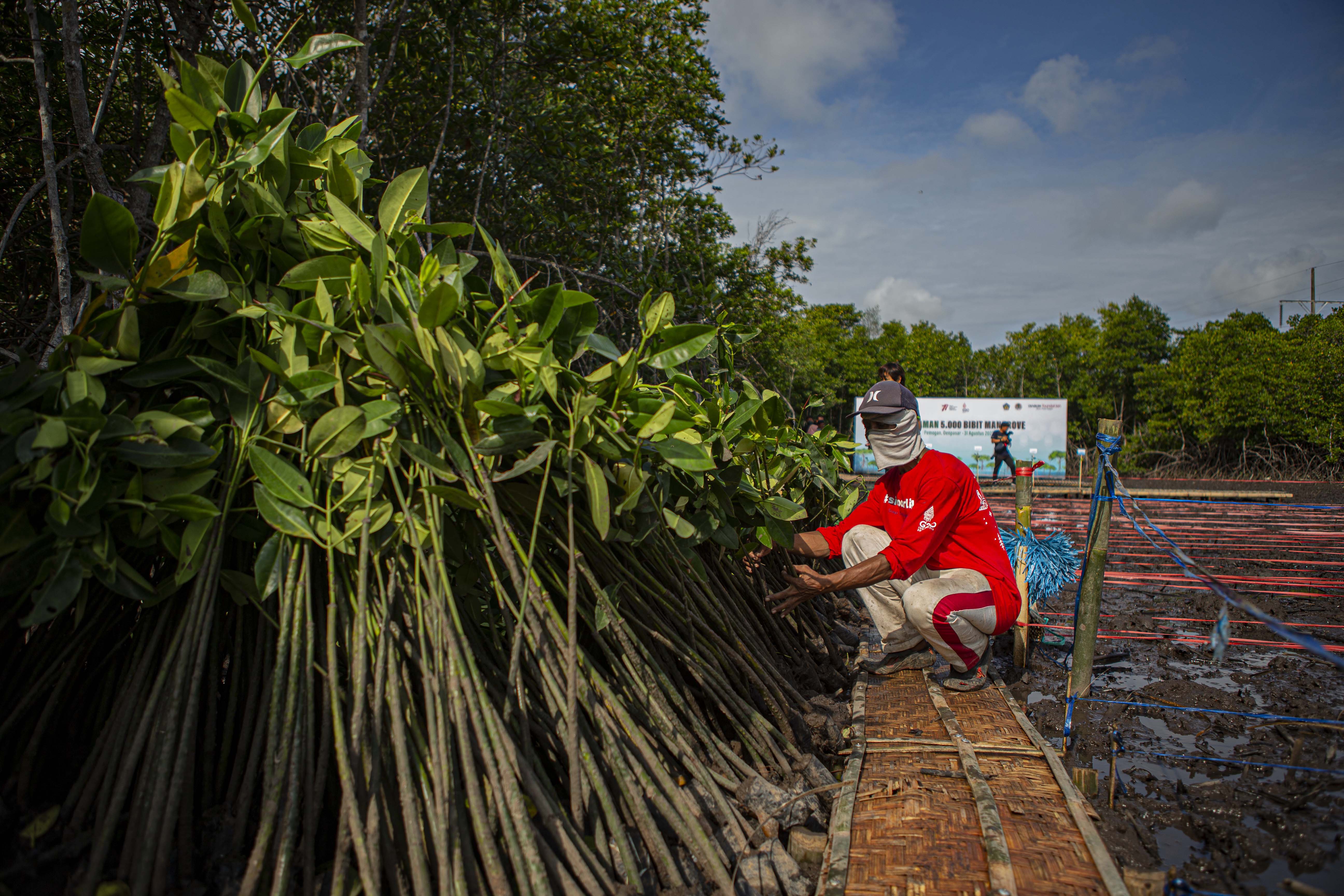 Konservasi Mangrove Indonesia 