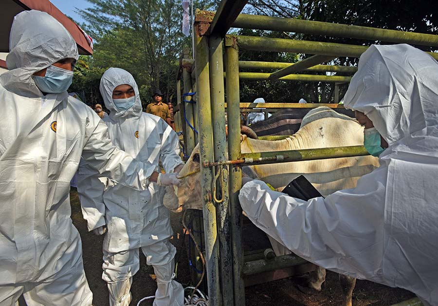 Penyuntikan Vaksinasi Penyakit Mulut dan Kuku Dosis Kedua 