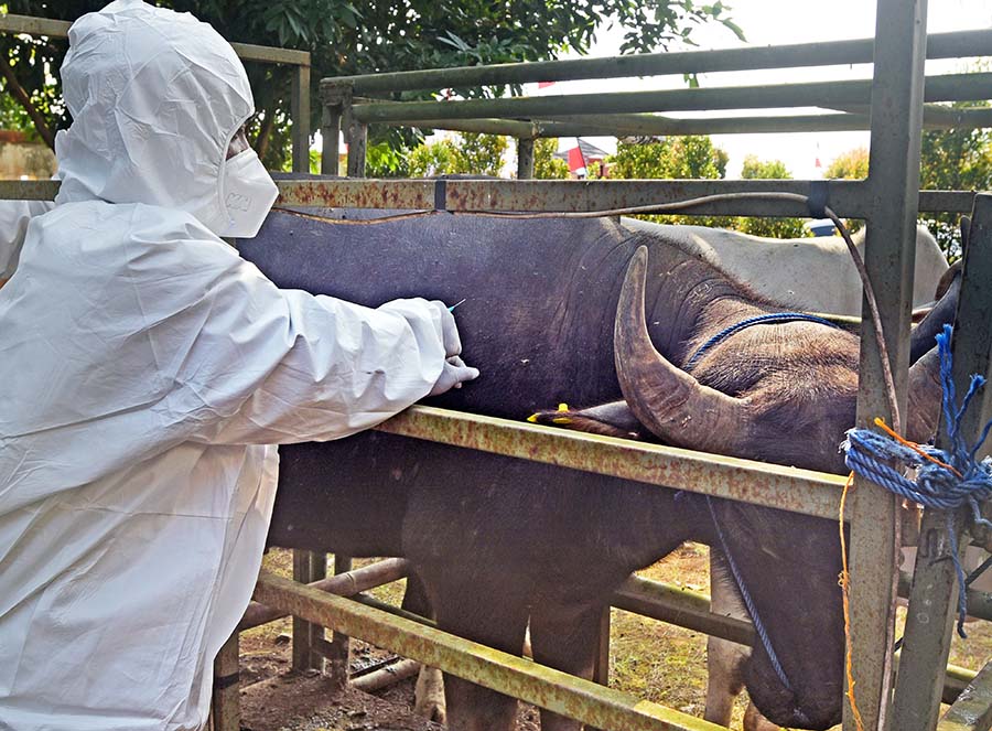 Penyuntikan Vaksinasi Penyakit Mulut dan Kuku Dosis Kedua 