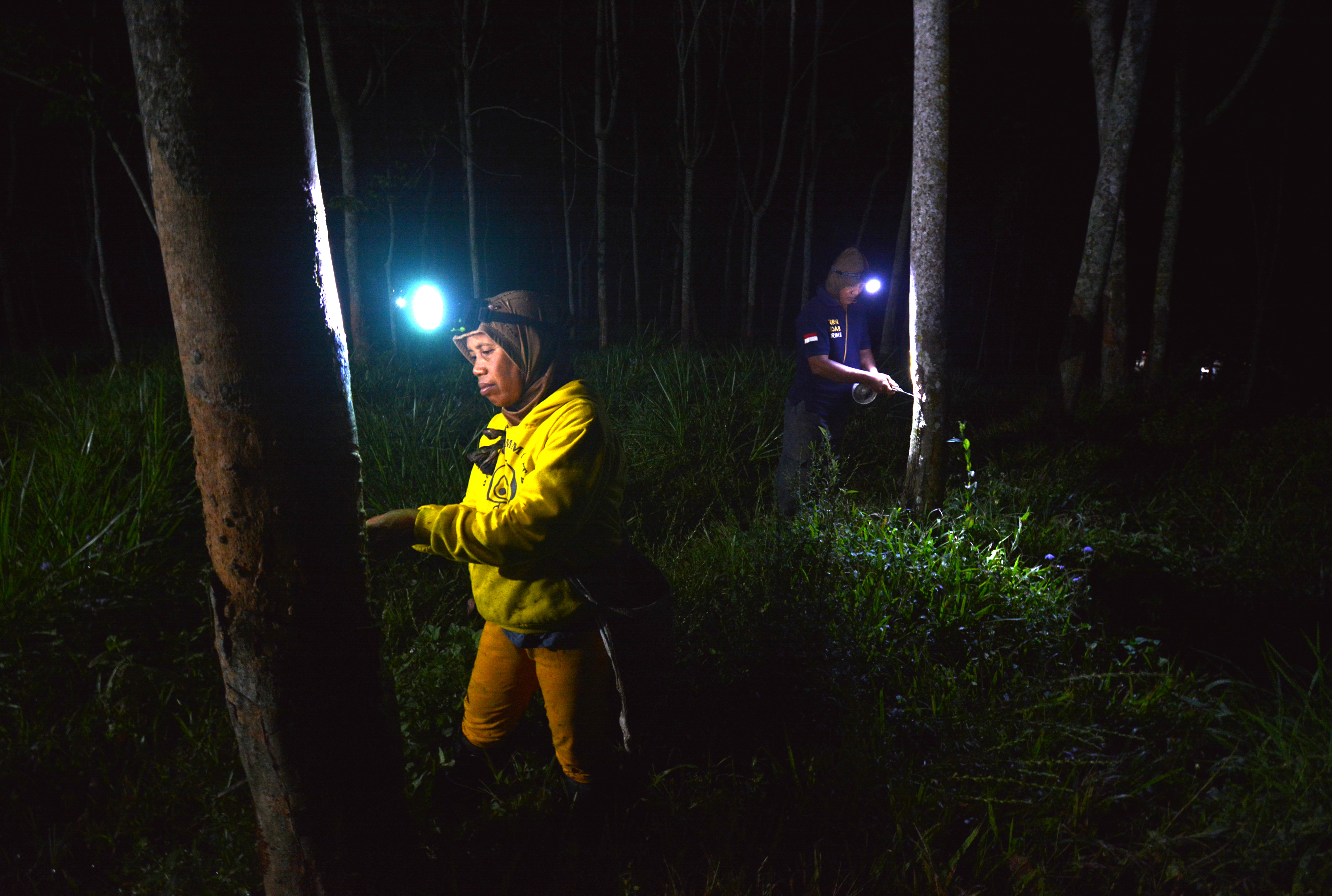 Produksi Getah Pohon Karet Menurun