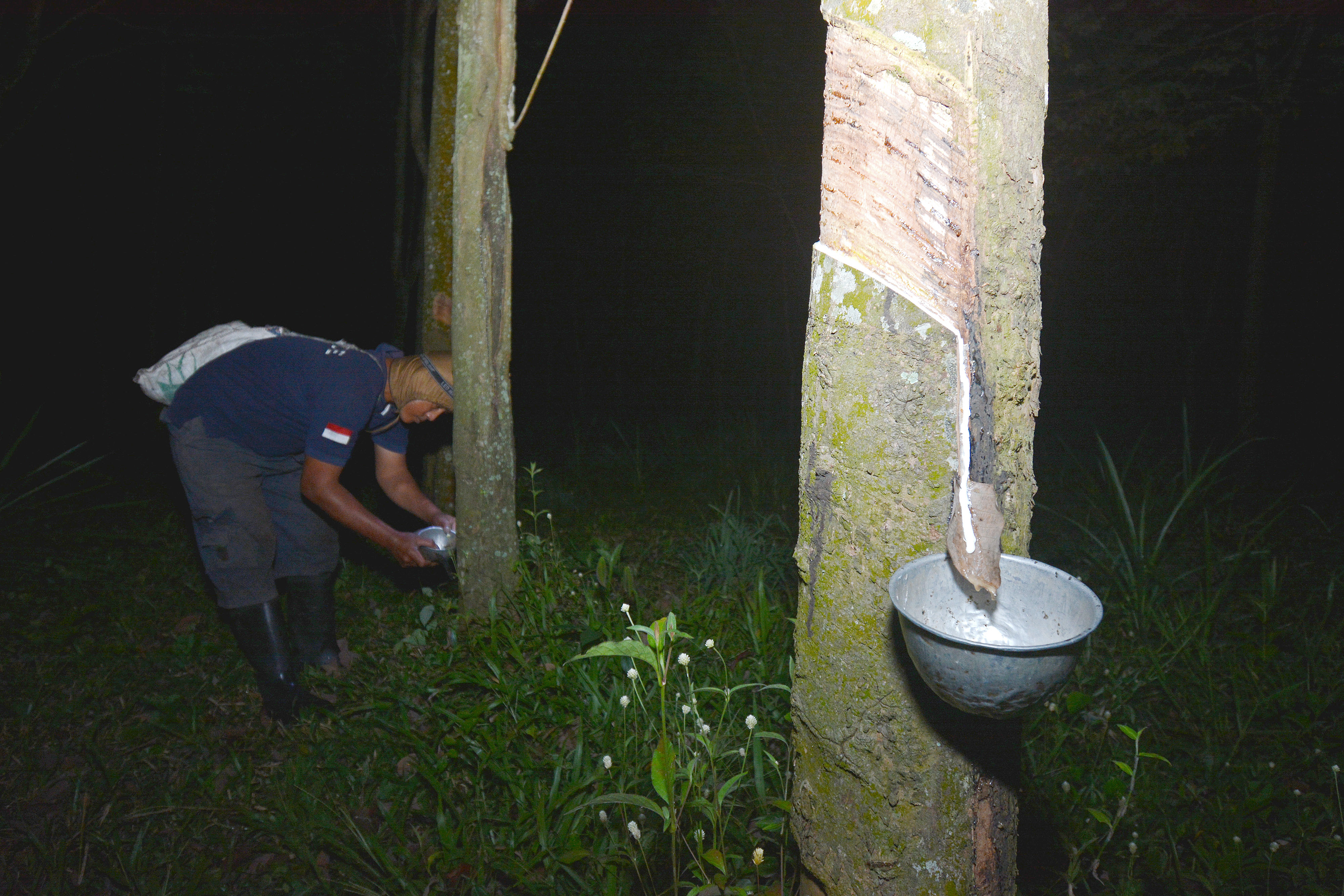 Produksi Getah Pohon Karet Menurun