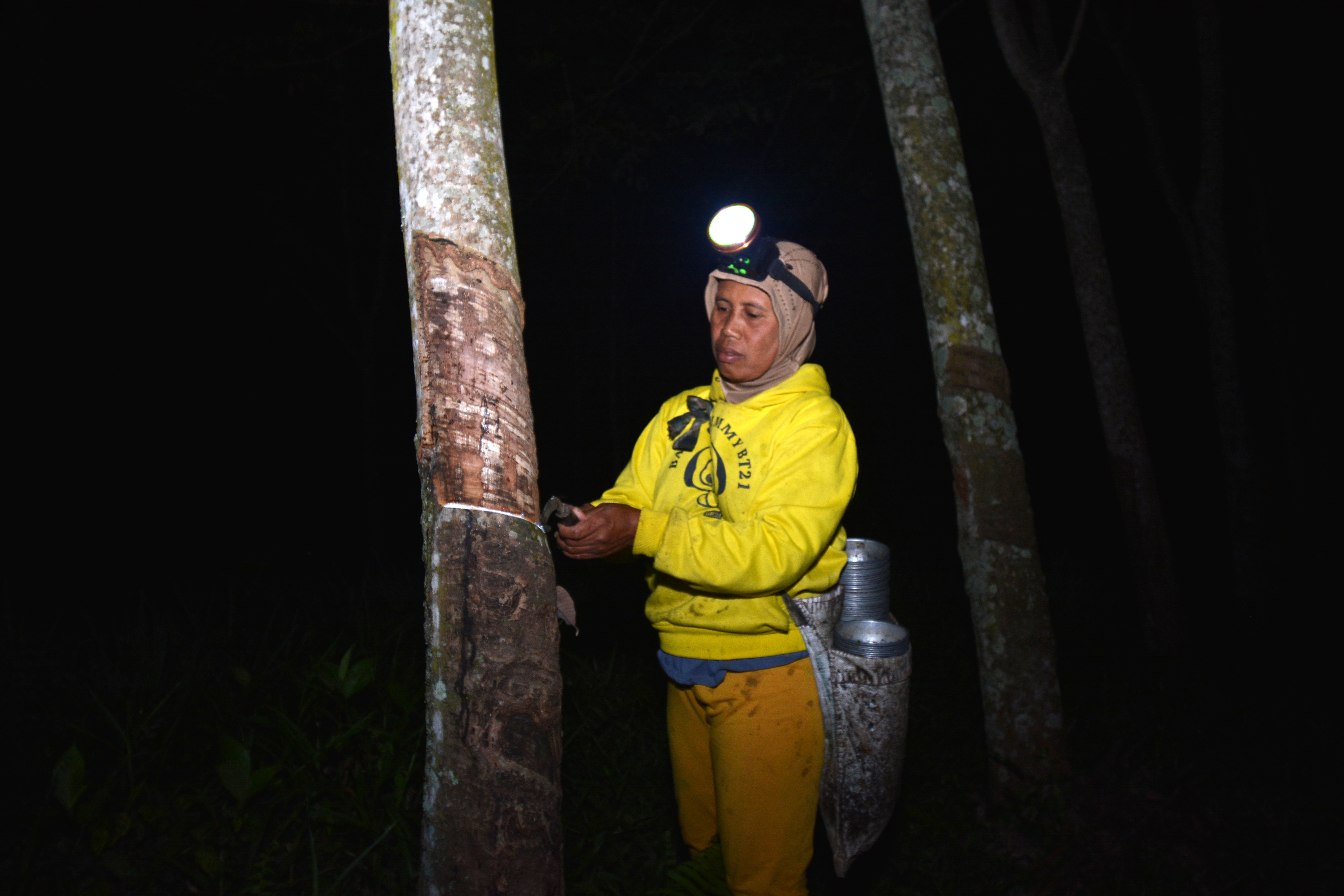 Produksi Getah Pohon Karet Menurun