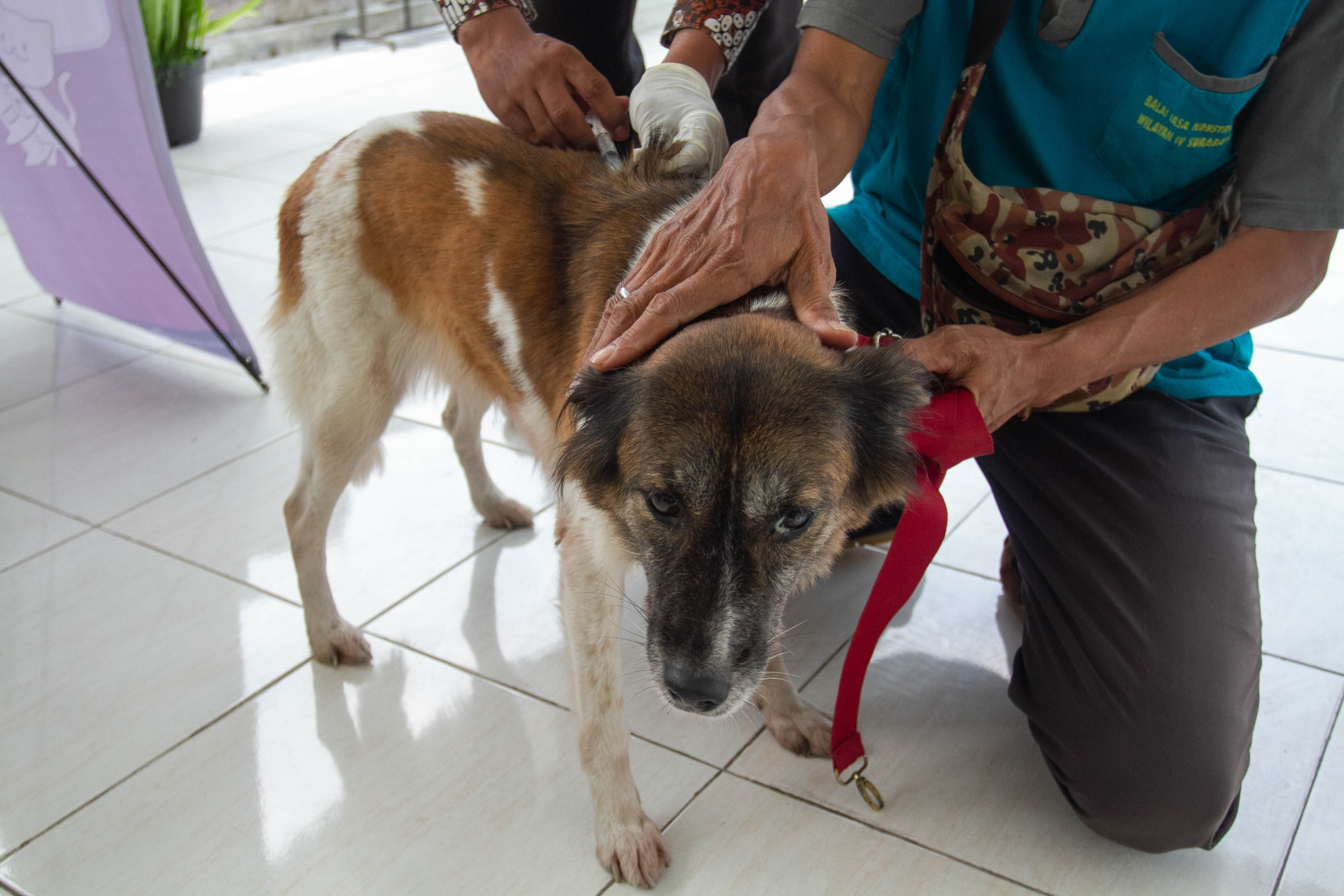 Vaksin Rabies Gratis